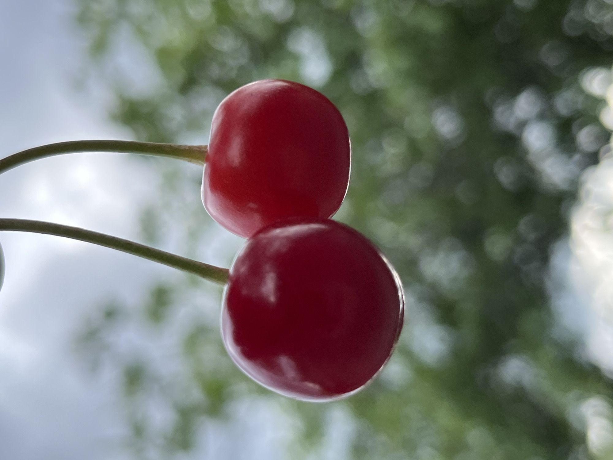 Cherry harvest season observed in Kryvyi Rih, Ukraine