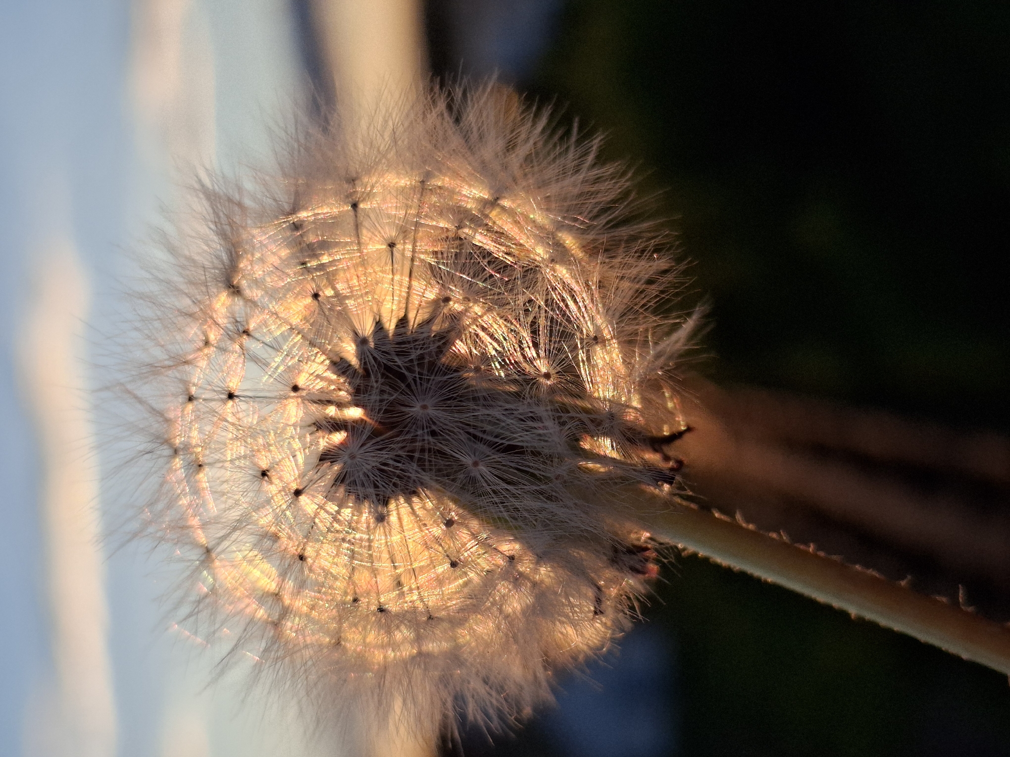 Golden hour moments captured in Chaikovsky, Russia