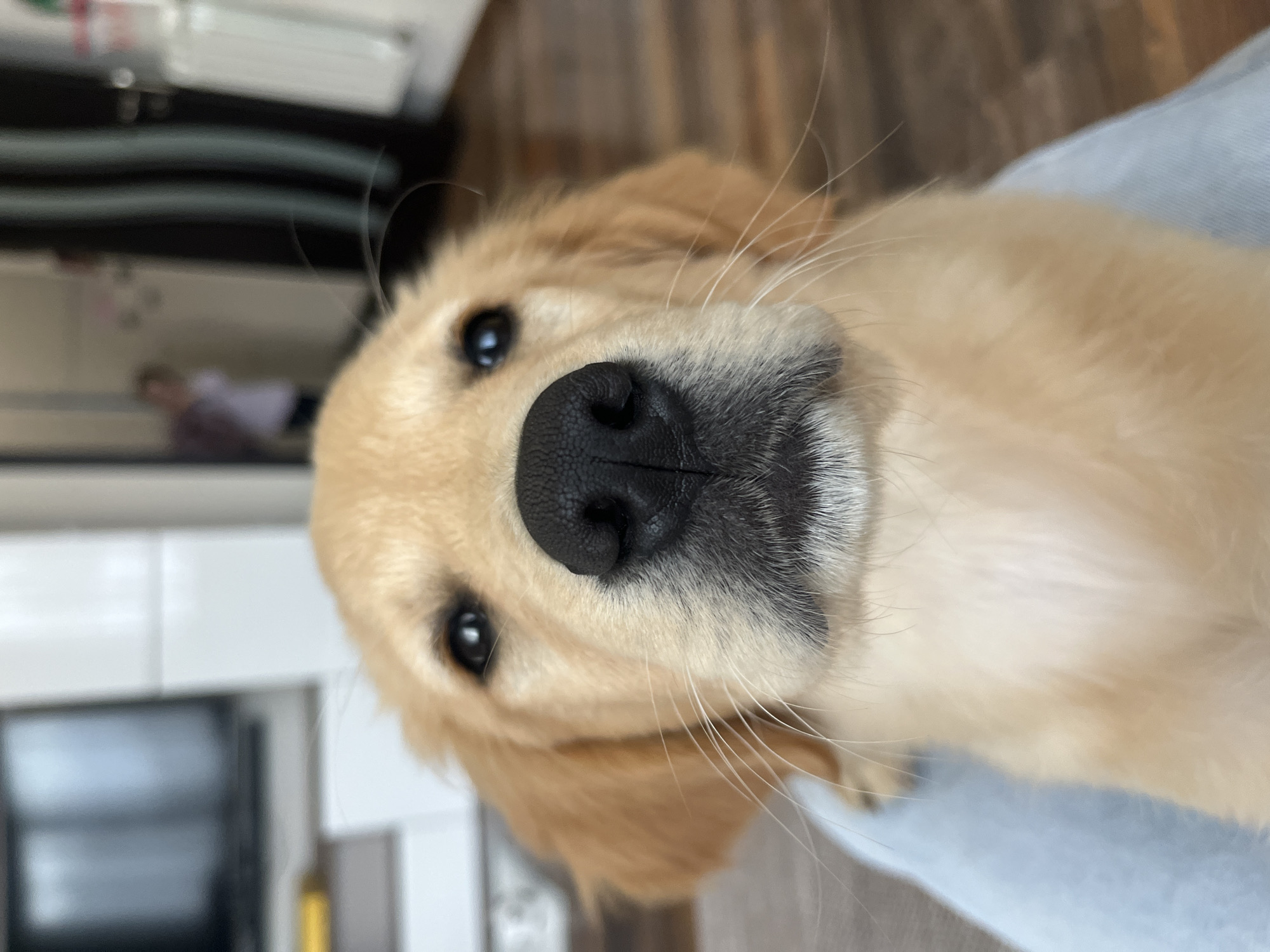 Girl plays with golden retriever puppy in Bulgarian kitchen