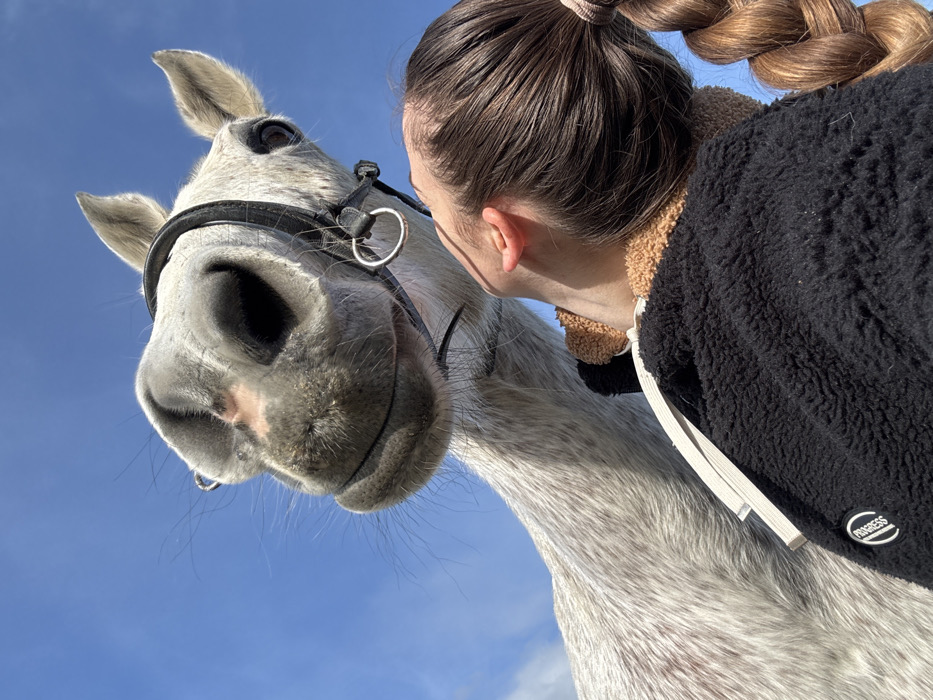 Horse and person interact in outdoor area, Estaimpuis Belgium