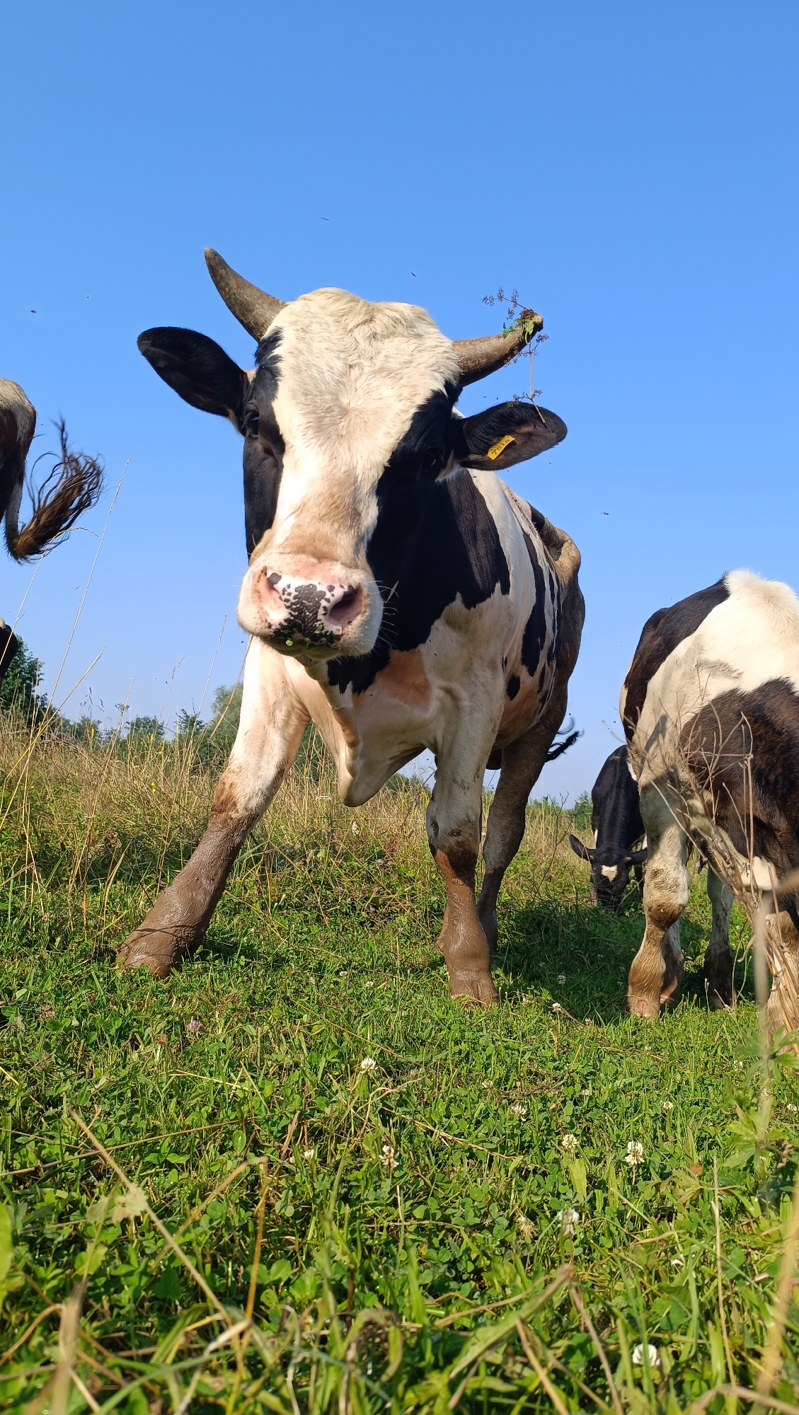 Cattle grazing in a wildflower meadow in rural Karsha, Russia