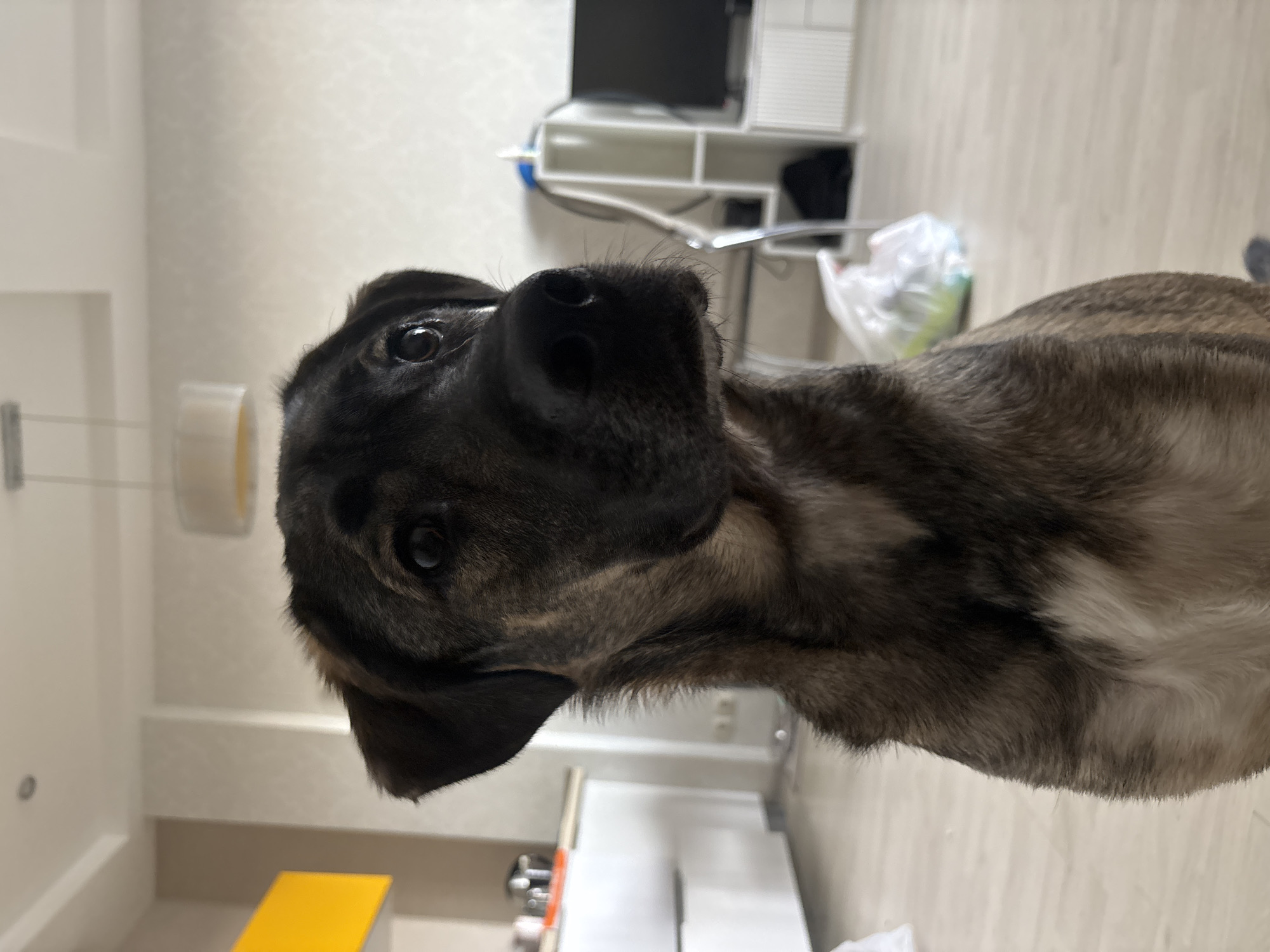 Lazy morning indoors with a dog, Omsk apartment district outside