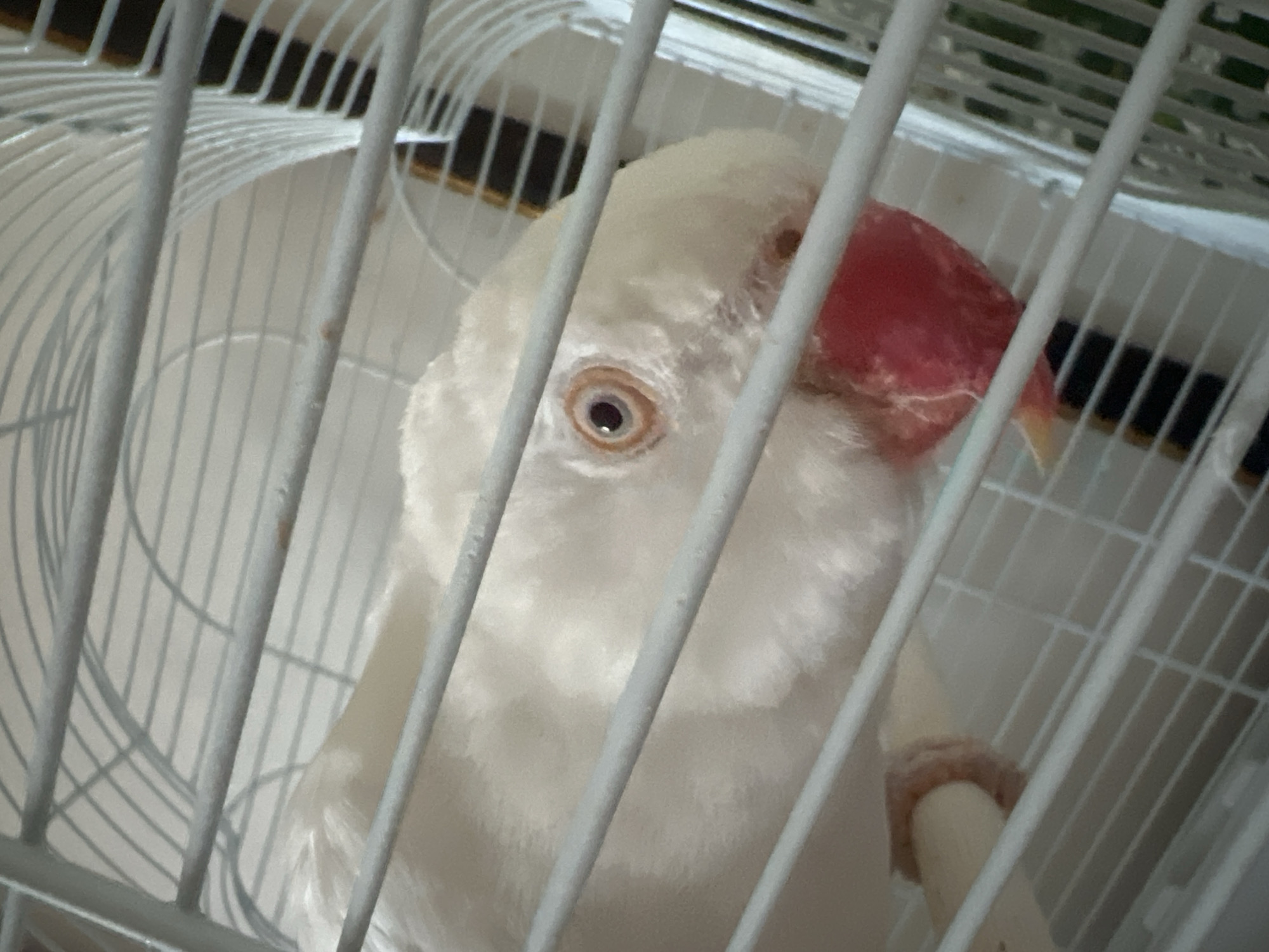 Pet birds in cages and a church needlepoint at home