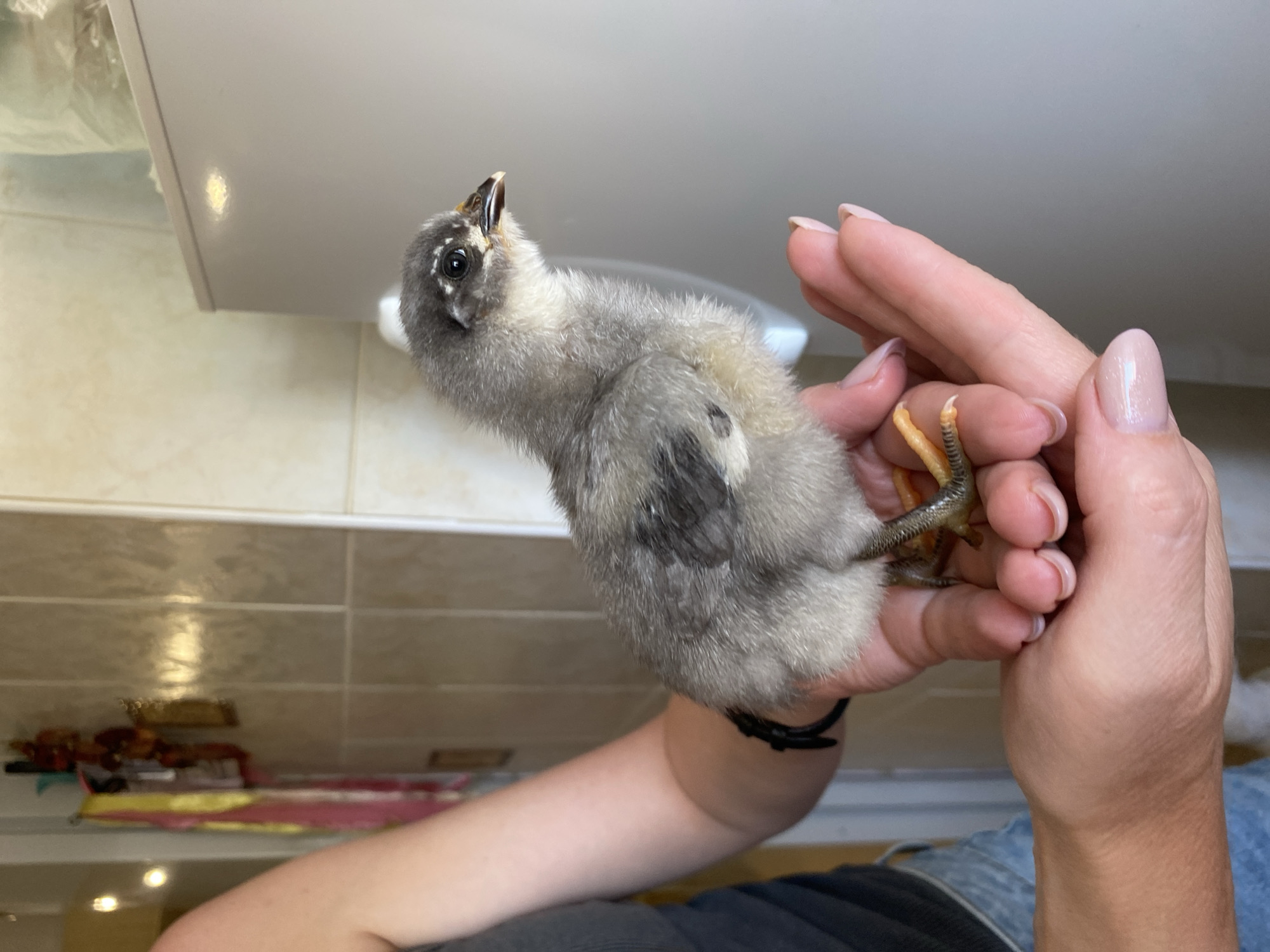 Person handles multiple chicks in Votkinsk home setting