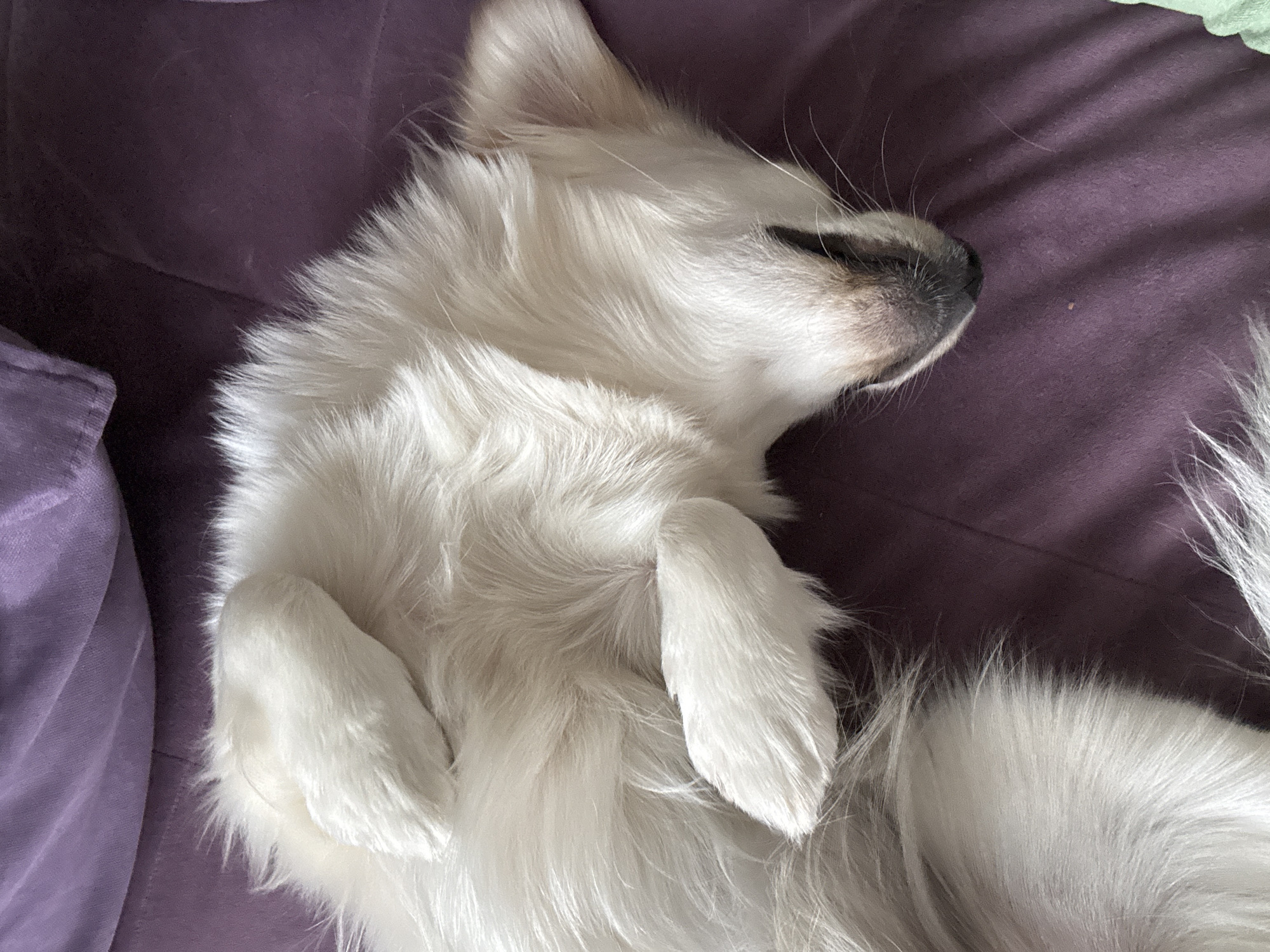 Fluffy dog naps on a purple couch in two positions