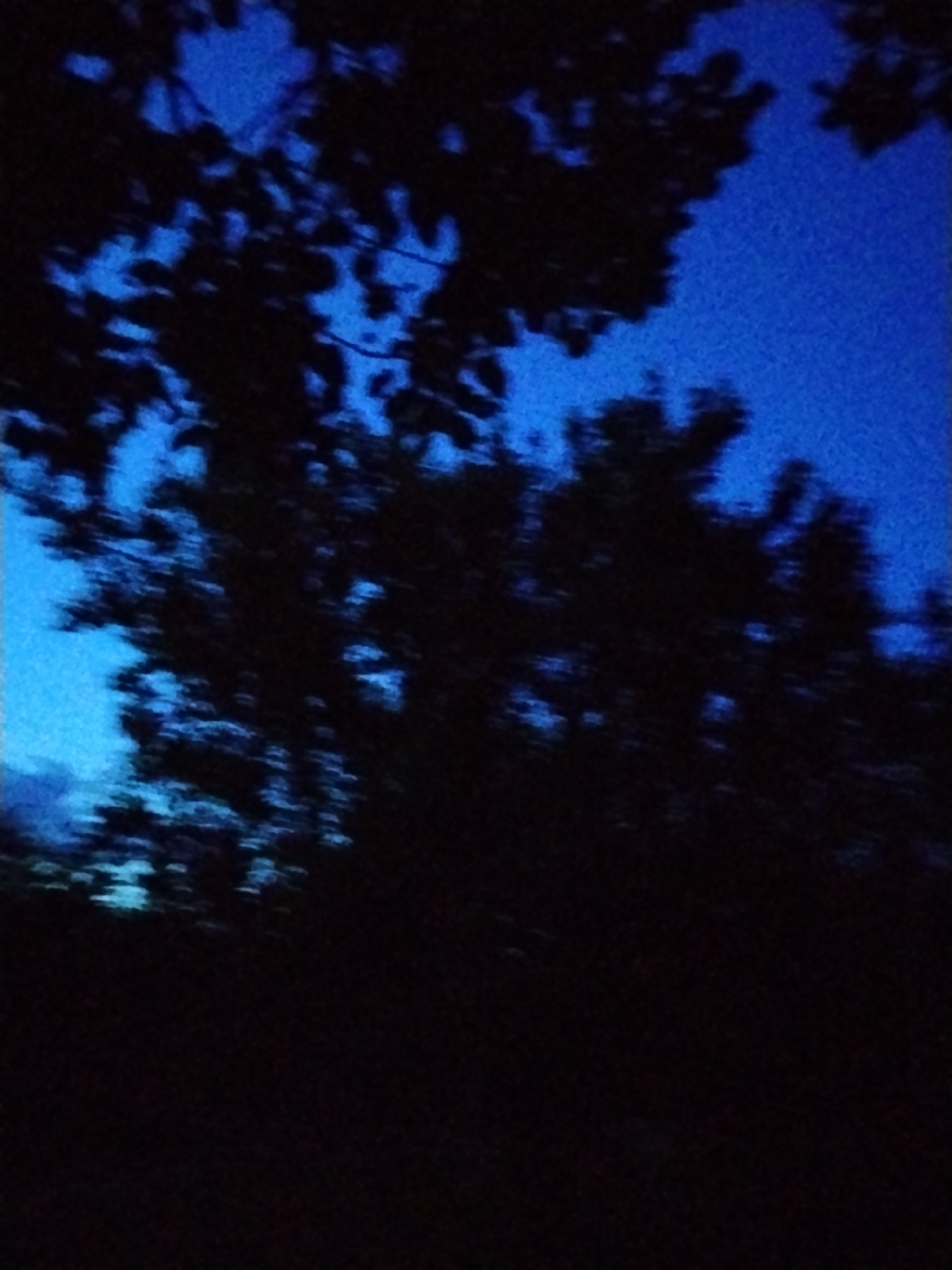 Dusk settles over the treeline in Ustyvytsia, Ukraine