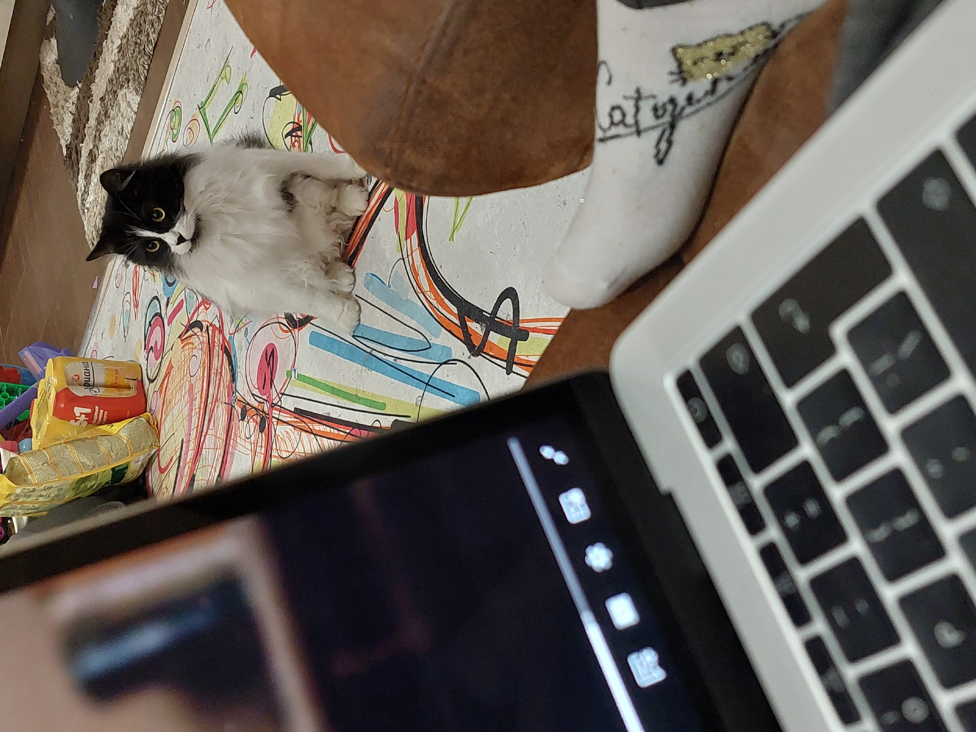 Sunday afternoon with cat and refreshments in Plovdiv home