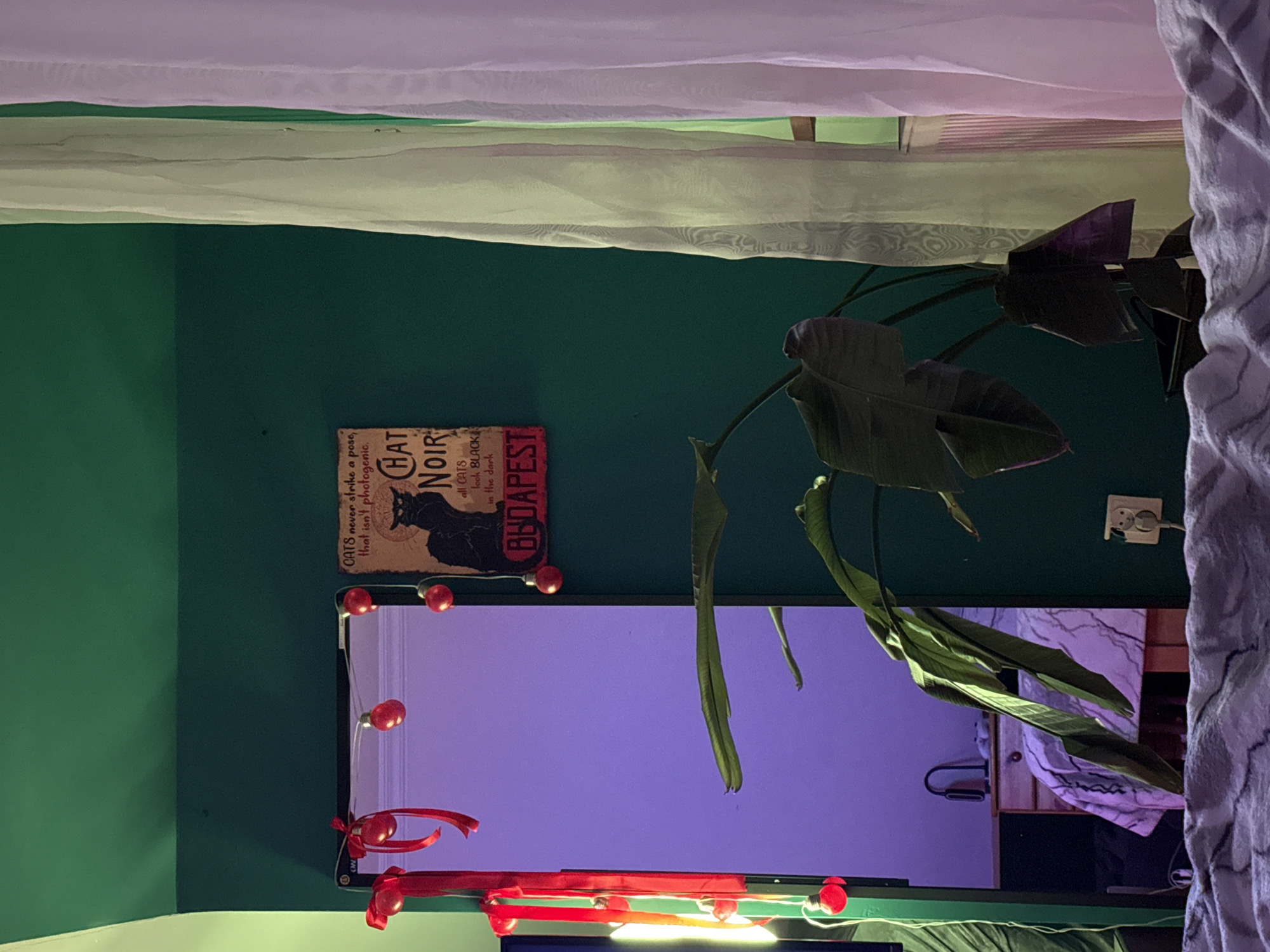Interior scene with poster, mirror, plant documented in Warsaw
