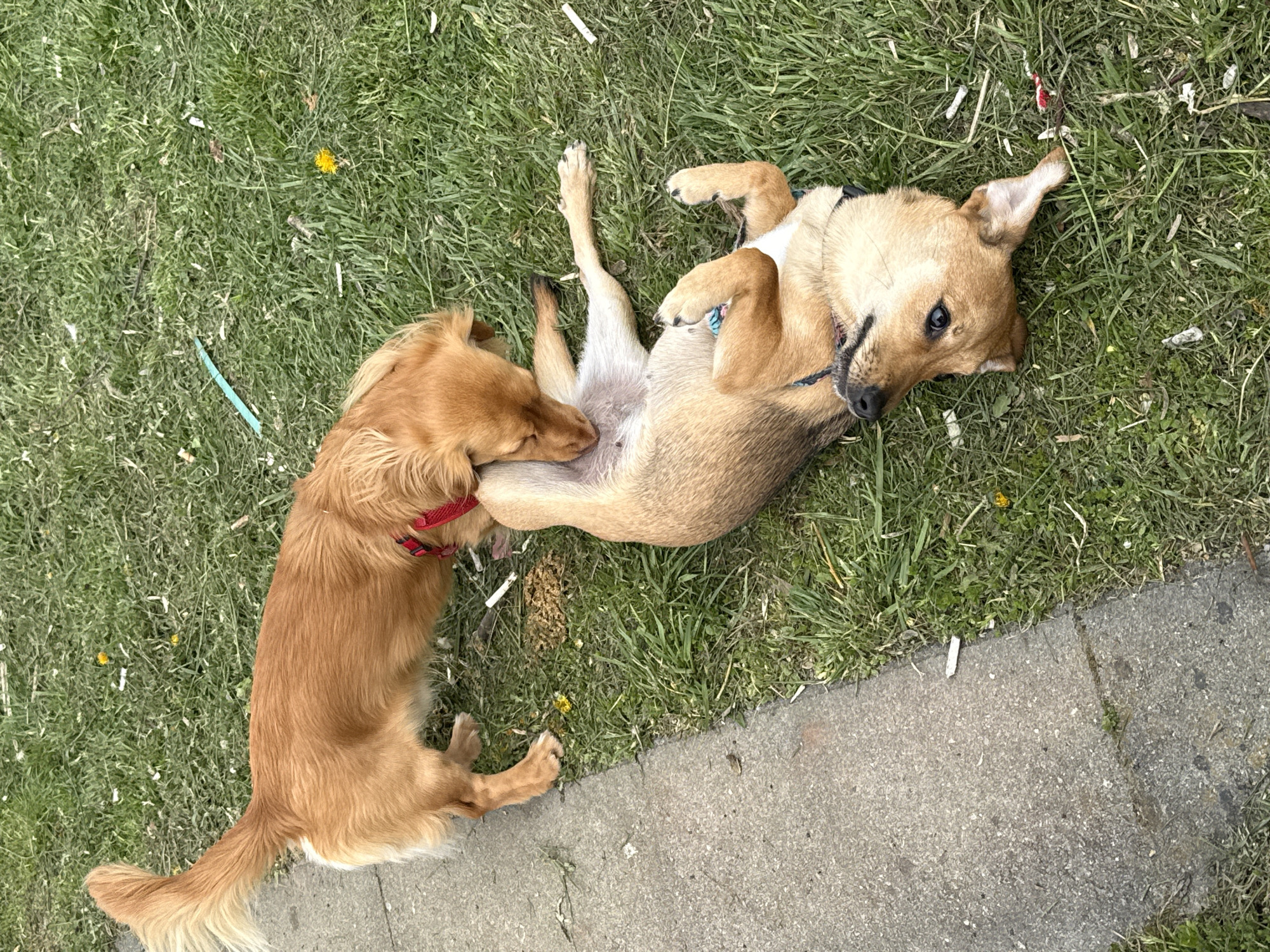 Two dogs play on grass in Sofia, Bulgaria