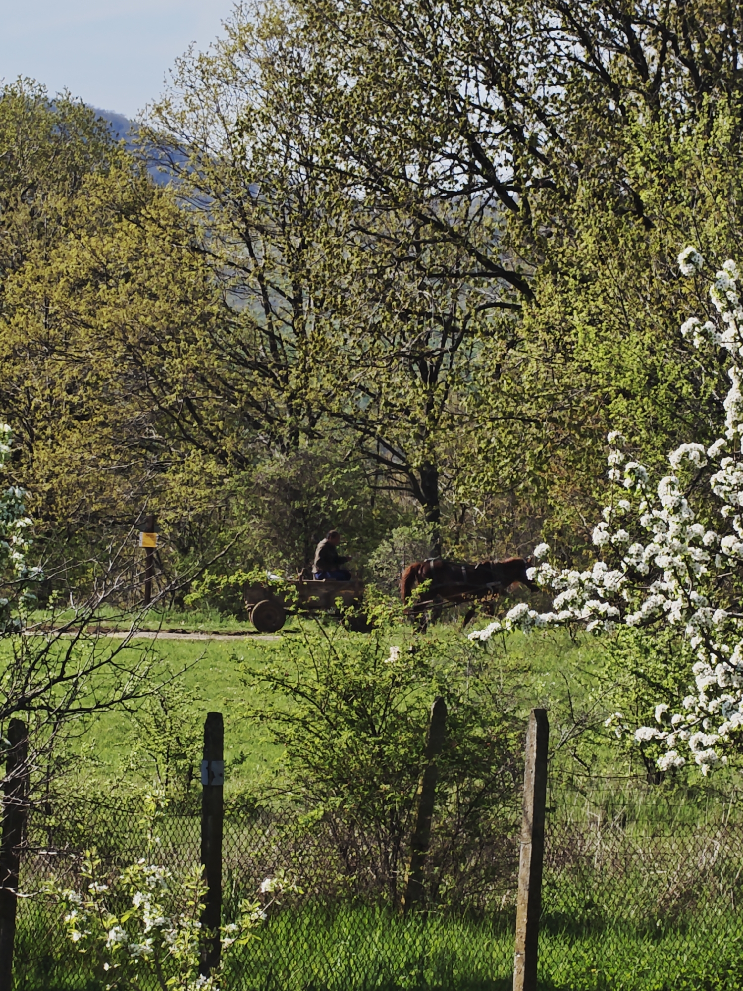 Rural horse care and cart operation in Izgrev countryside