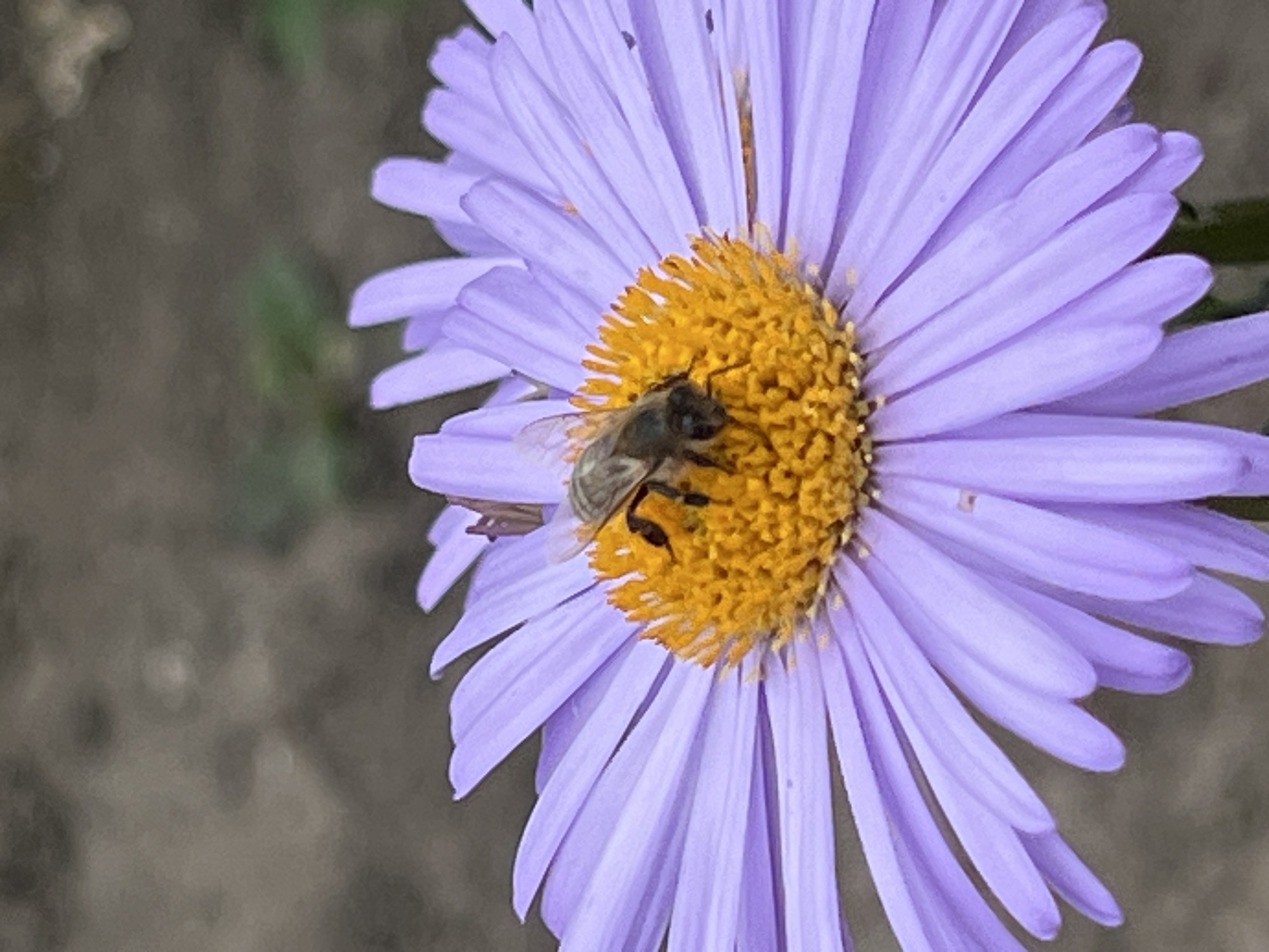 Garden wildlife and village animals in Ilavche, Ukraine