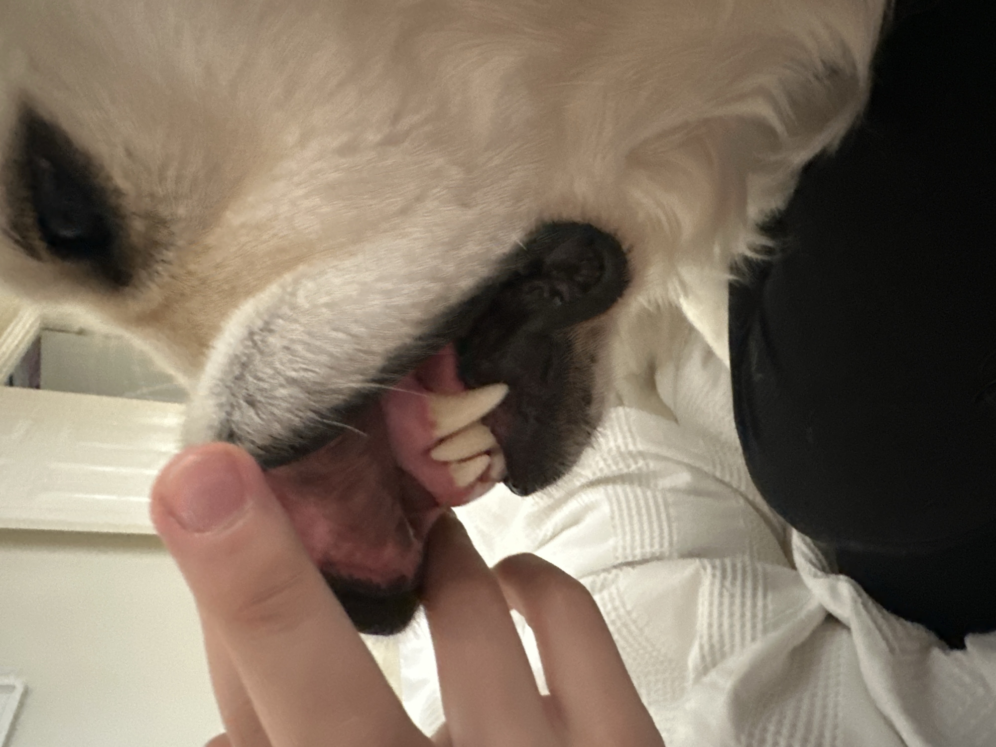Golden Retriever captured in quiet indoor moments across London