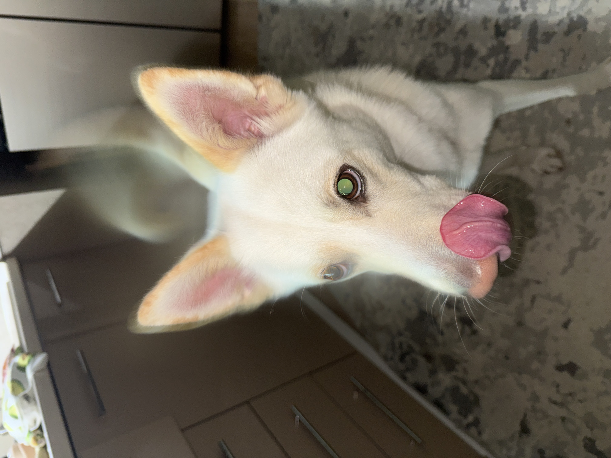 White dog captured in domestic moments in Russian kitchen