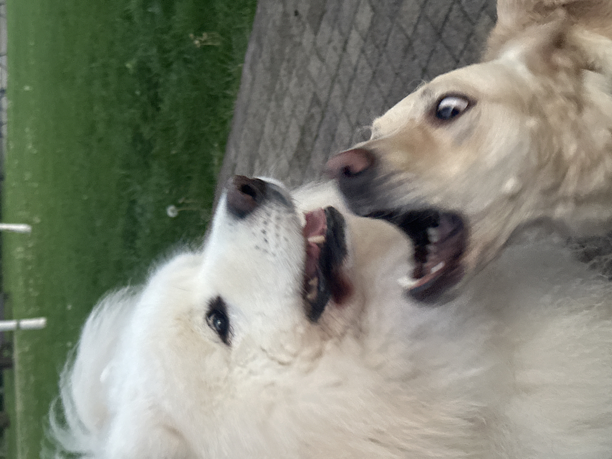 Dogs and owners gather in Stavropol park afternoon