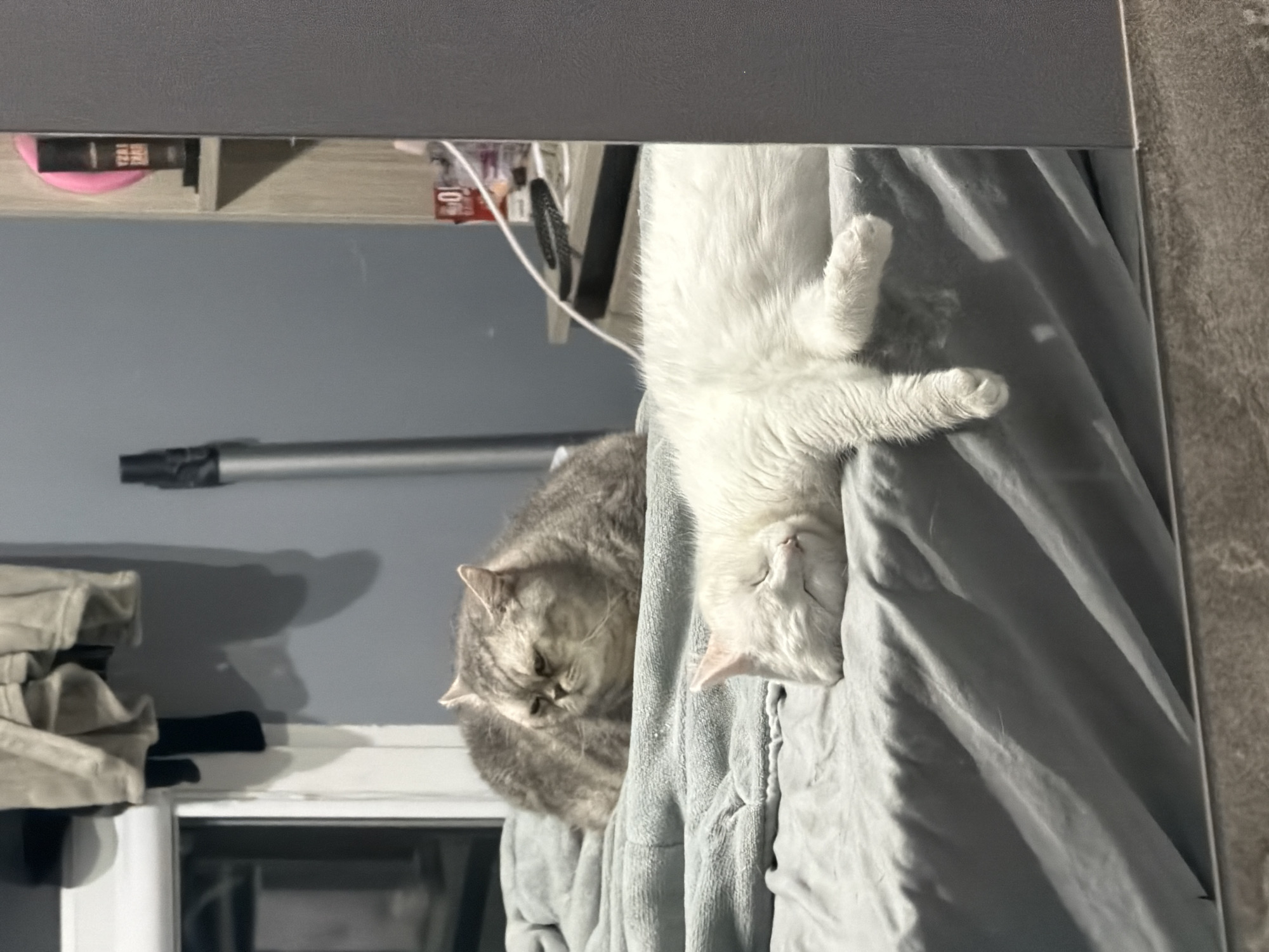 Two cats chilling on a bed in Burgas