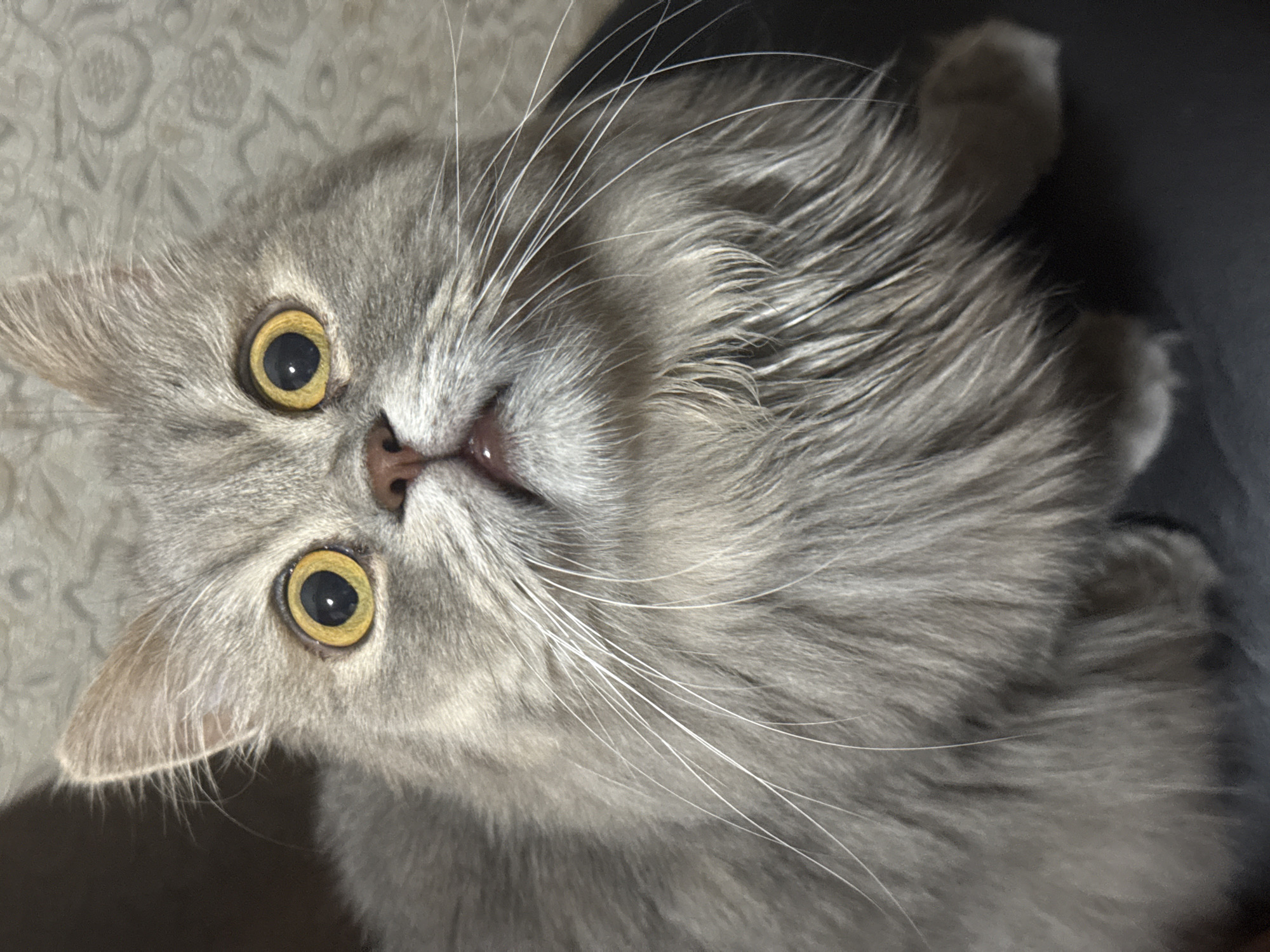 Lazy evening at home with a gray cat and snacks