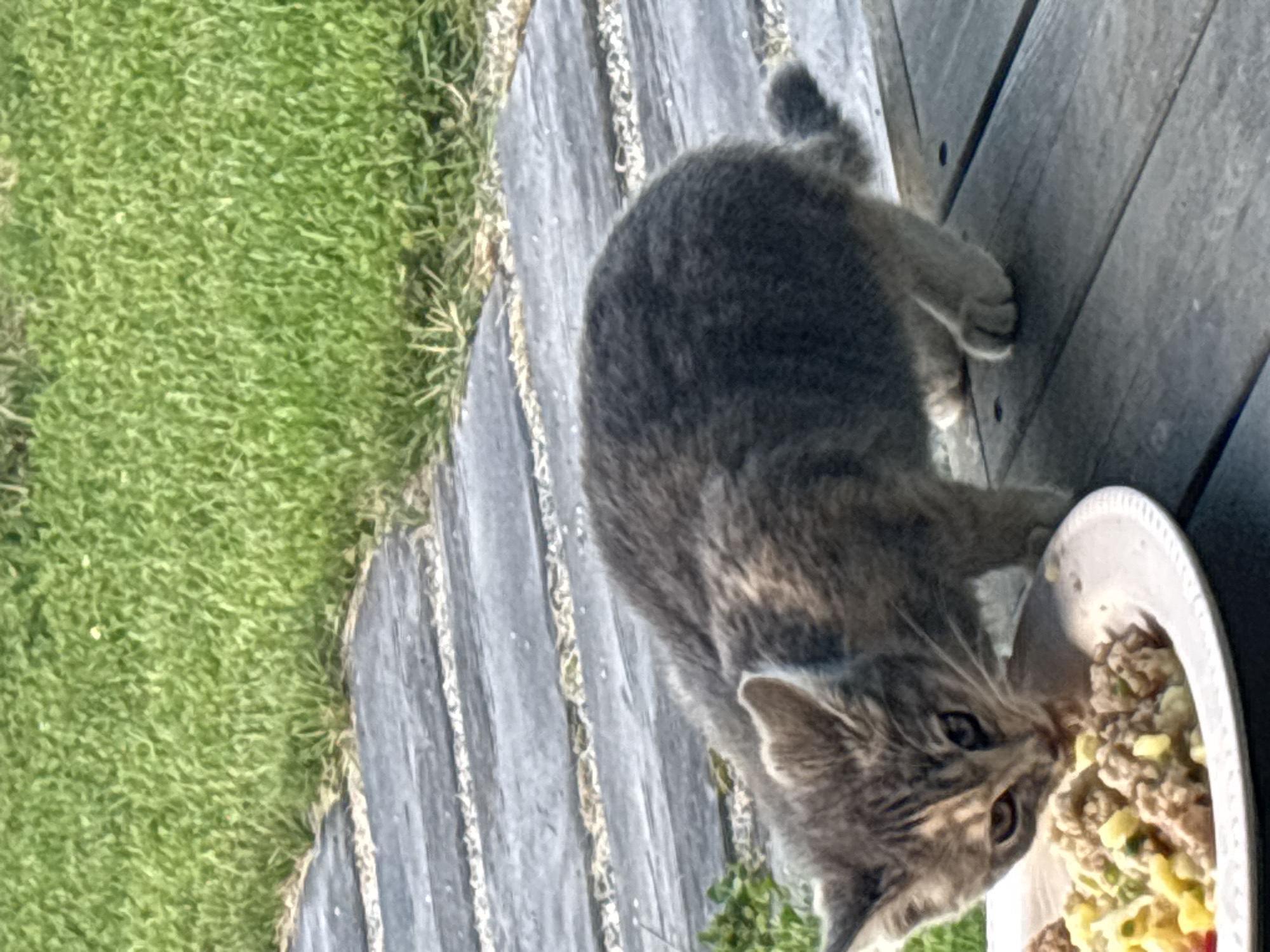 Cats eating and lounging on a wooden deck in Zvenigorod