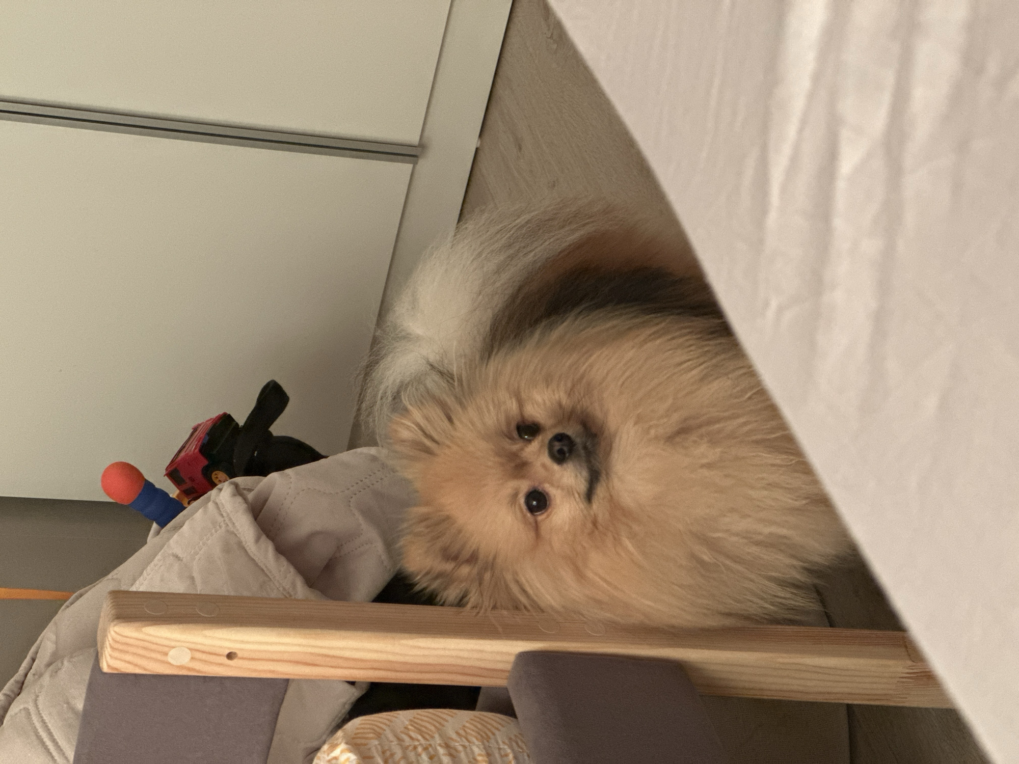 Pomeranian dog rests near bedroom furniture in Votkinsk home