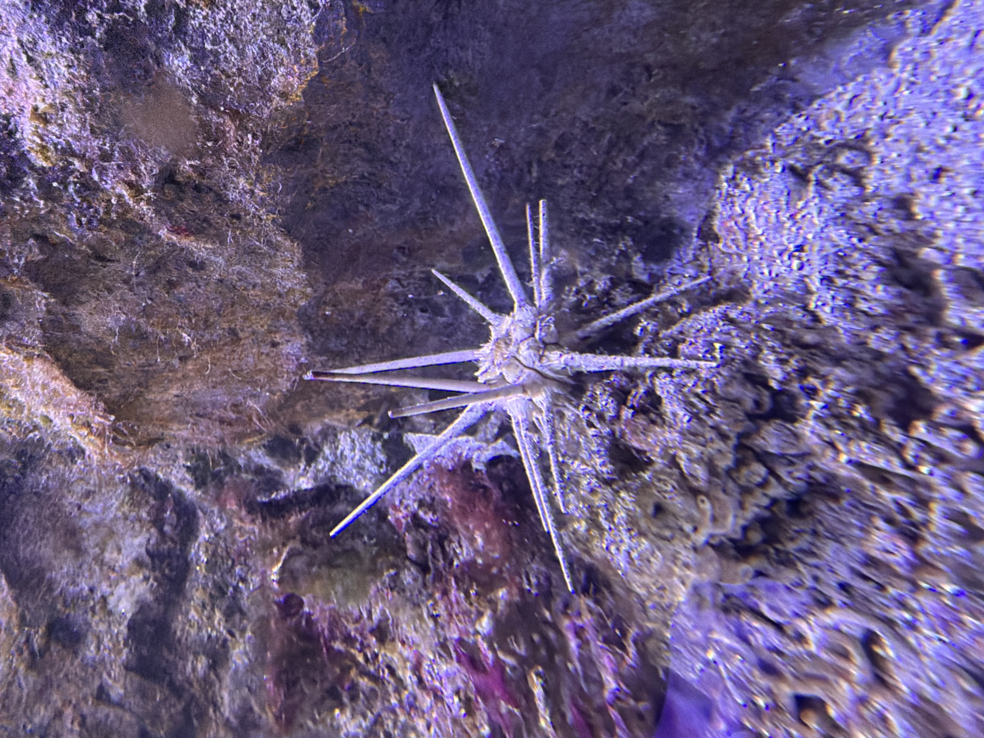 Visitor documents diverse marine life at Montenegro aquarium