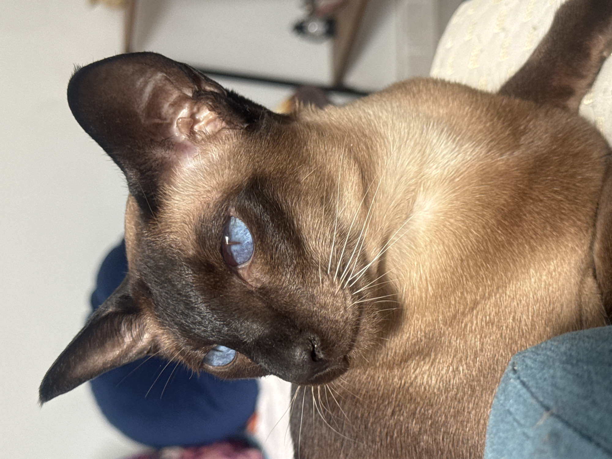 Siamese cat photographed in early morning domestic scene, Ramat Gan