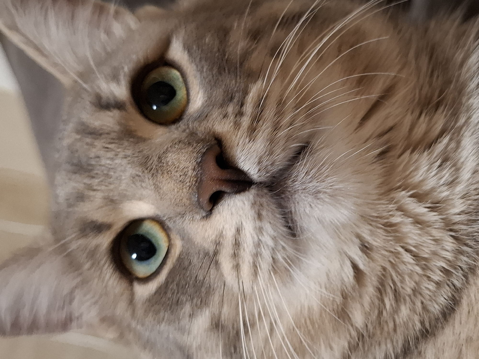 Tabby cat documented in playful indoor moments in Novi Sad