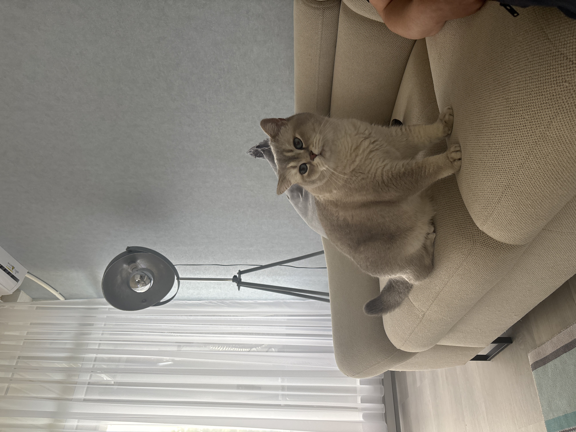 Cat lounges on sofa during German football broadcast