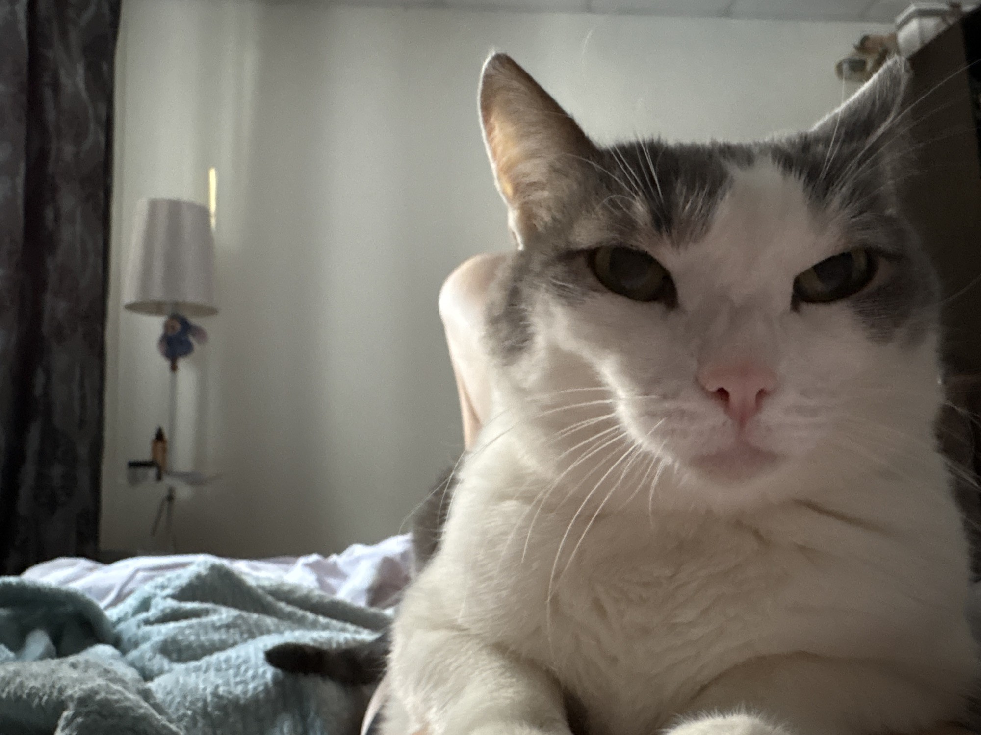 Cat photographed on bed in Russian city