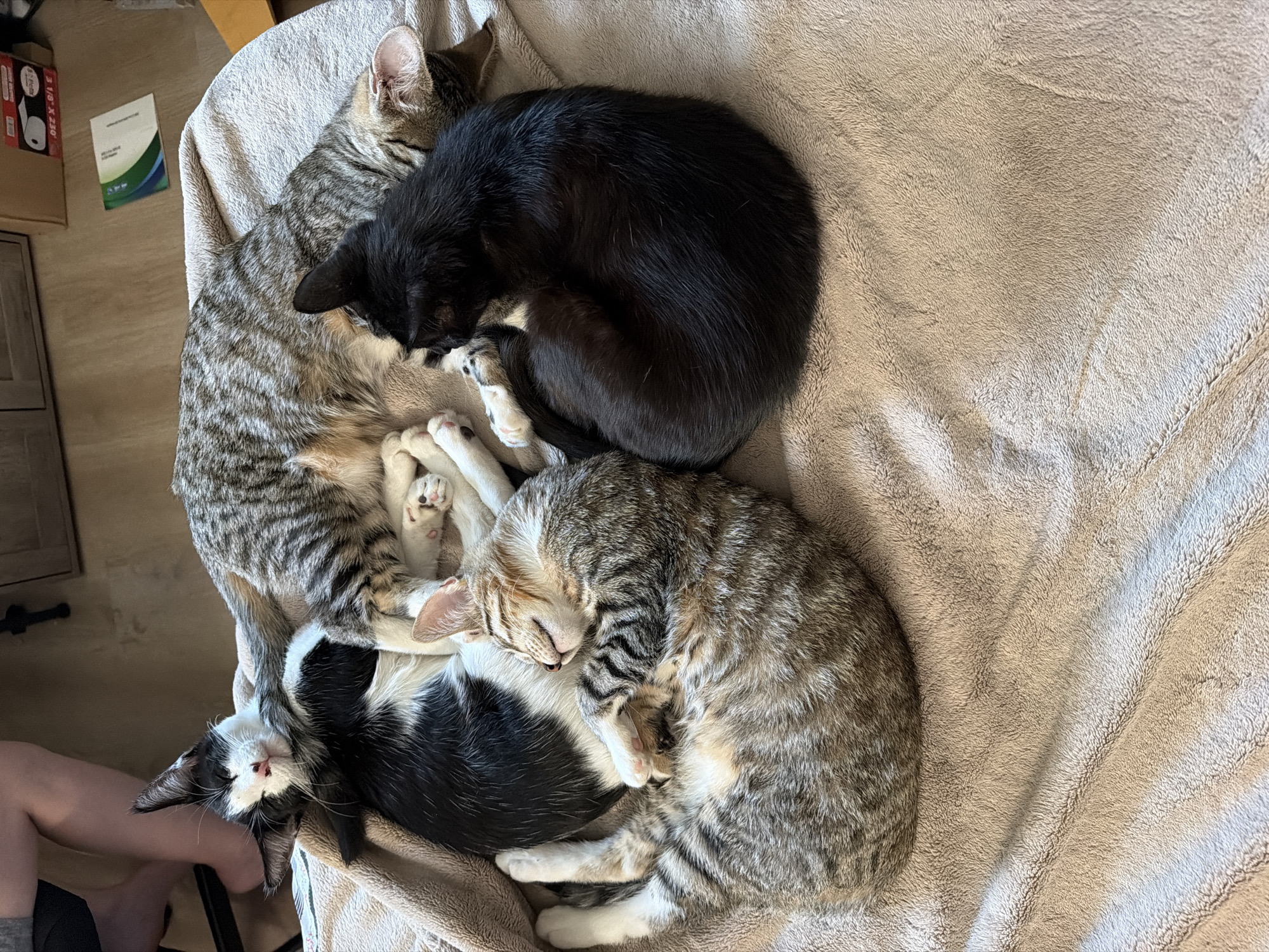 Kittens napping, skewers grilling — a low-key Sacramento evening