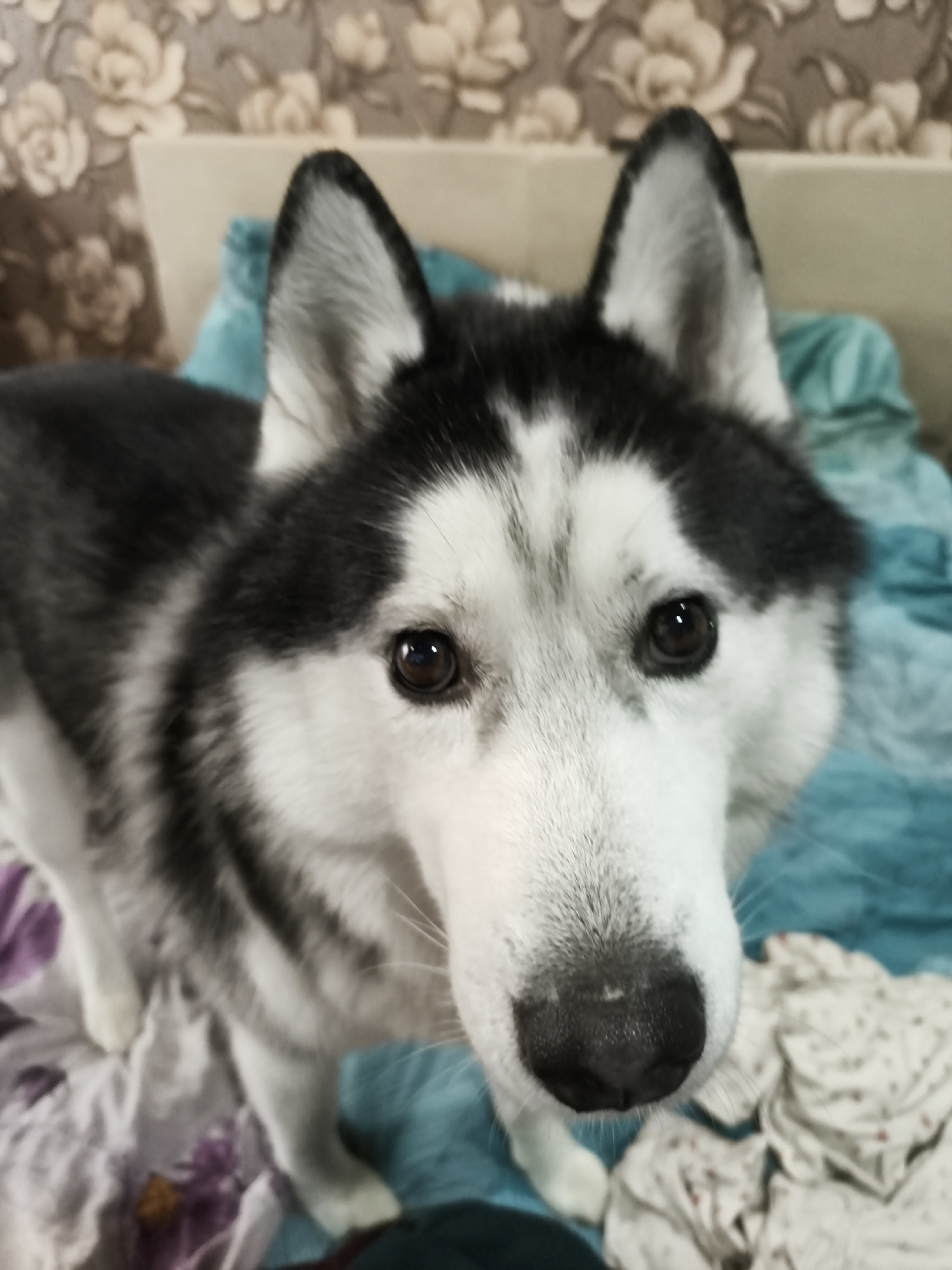 Husky on cozy bedding, fresh bouquets hint at a celebration