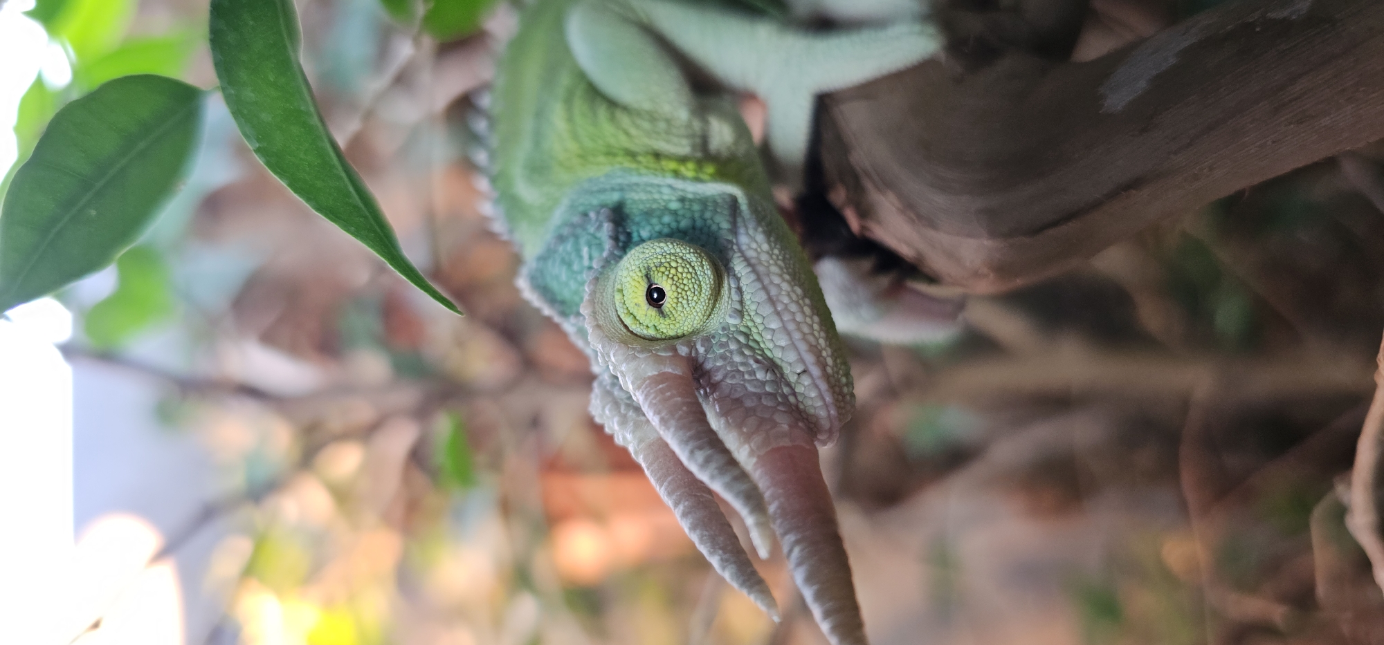 Jackson's chameleon photographed in enclosure in Moscow
