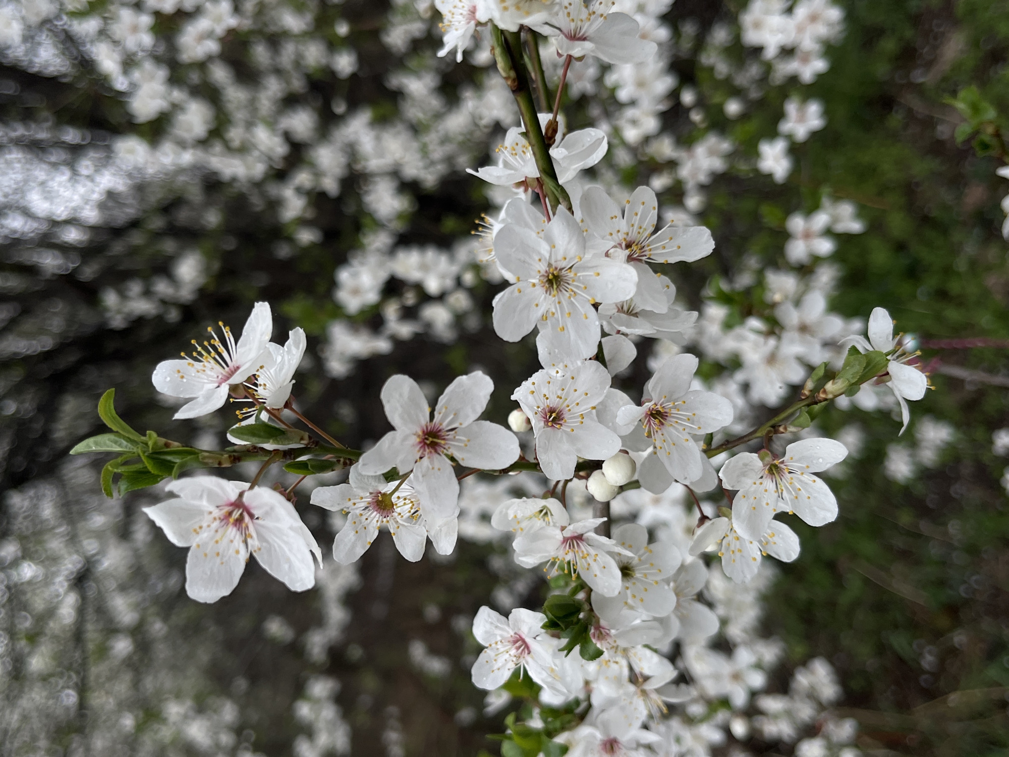 Spring blossoms observed in Sofia park during overcast morning