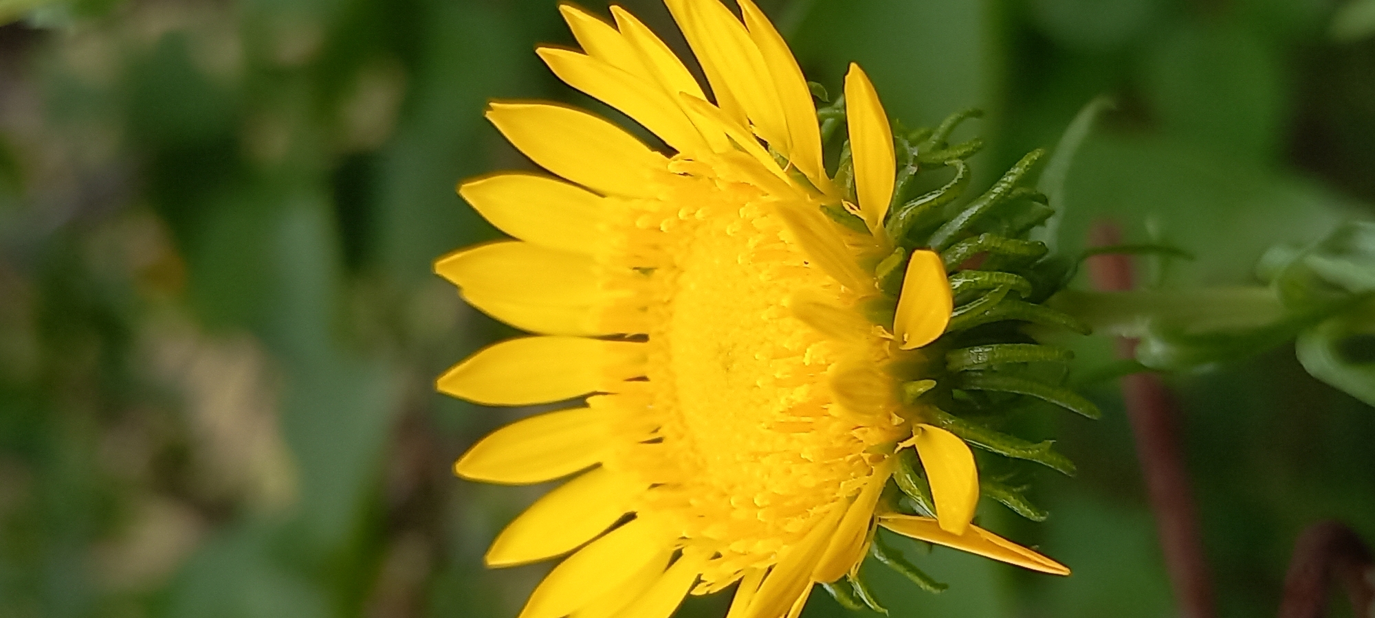 Macro botanical survey of garden and wild plants in Kryvyi Rih