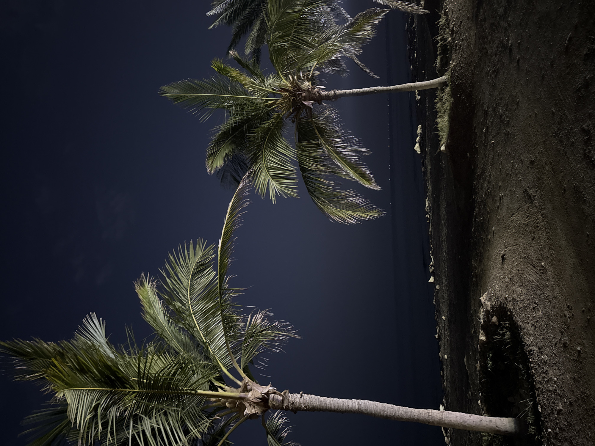 Nighttime palm trees and beach scene documented in Dhadna