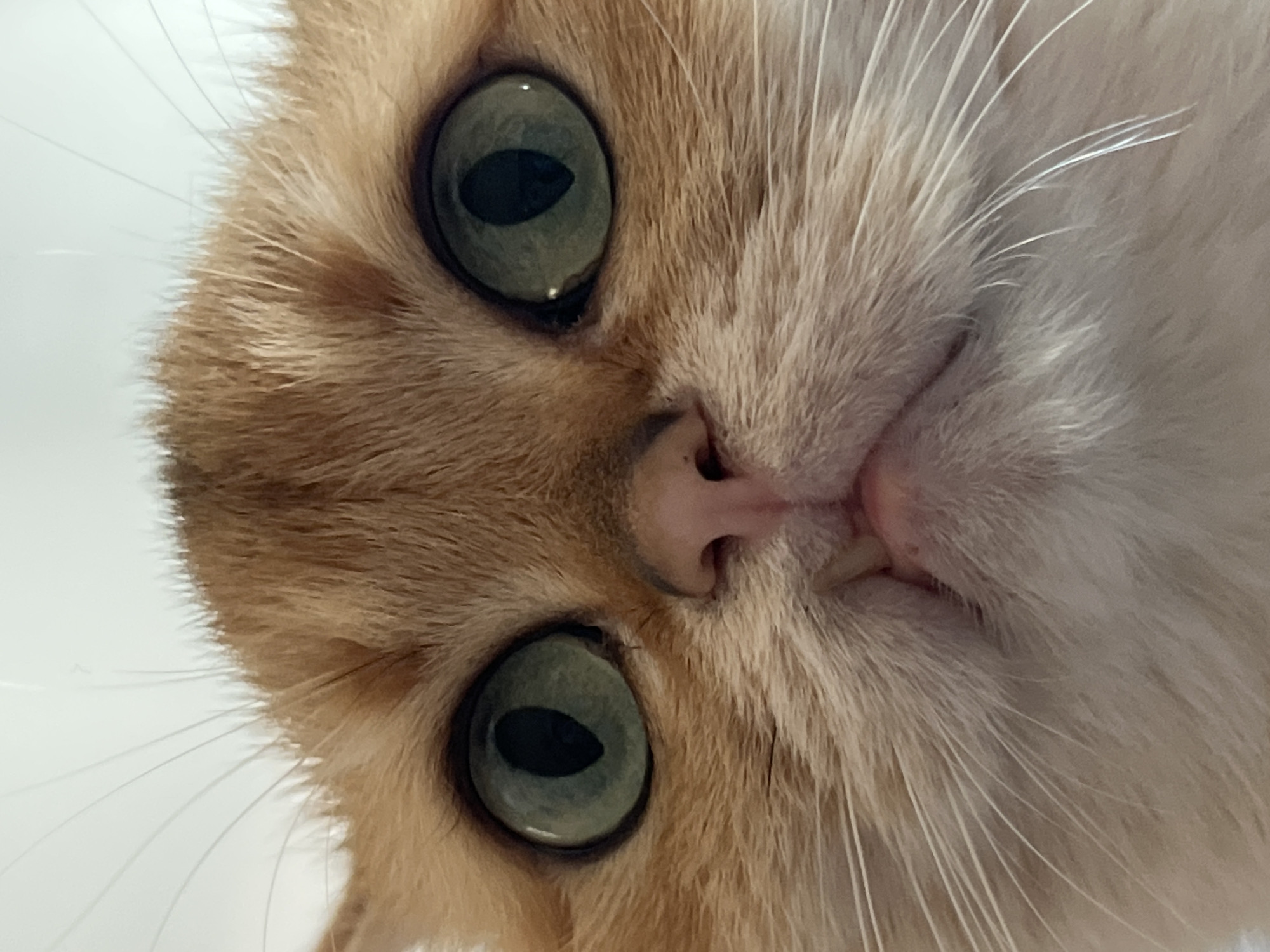 Orange tabby cat, two angles, Bar Montenegro