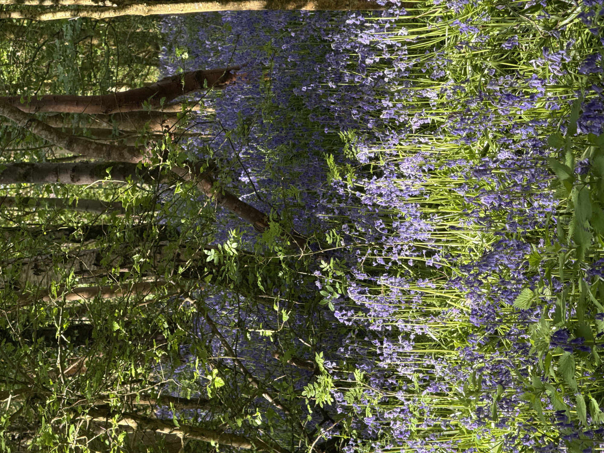 Spring countryside walk documented through flowering landscapes and rural scenes