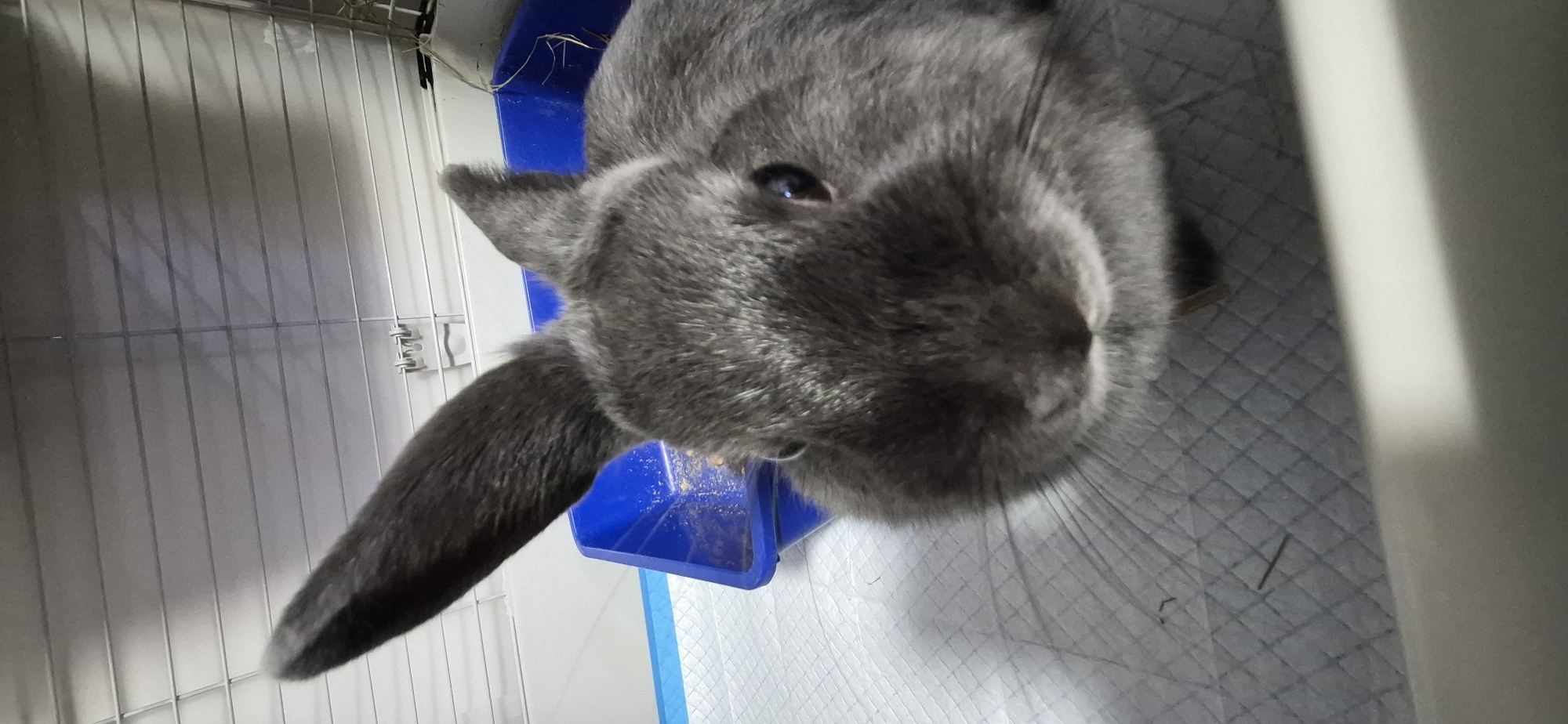 Grey rabbit in its cage, Ussuriisk — a quiet morning