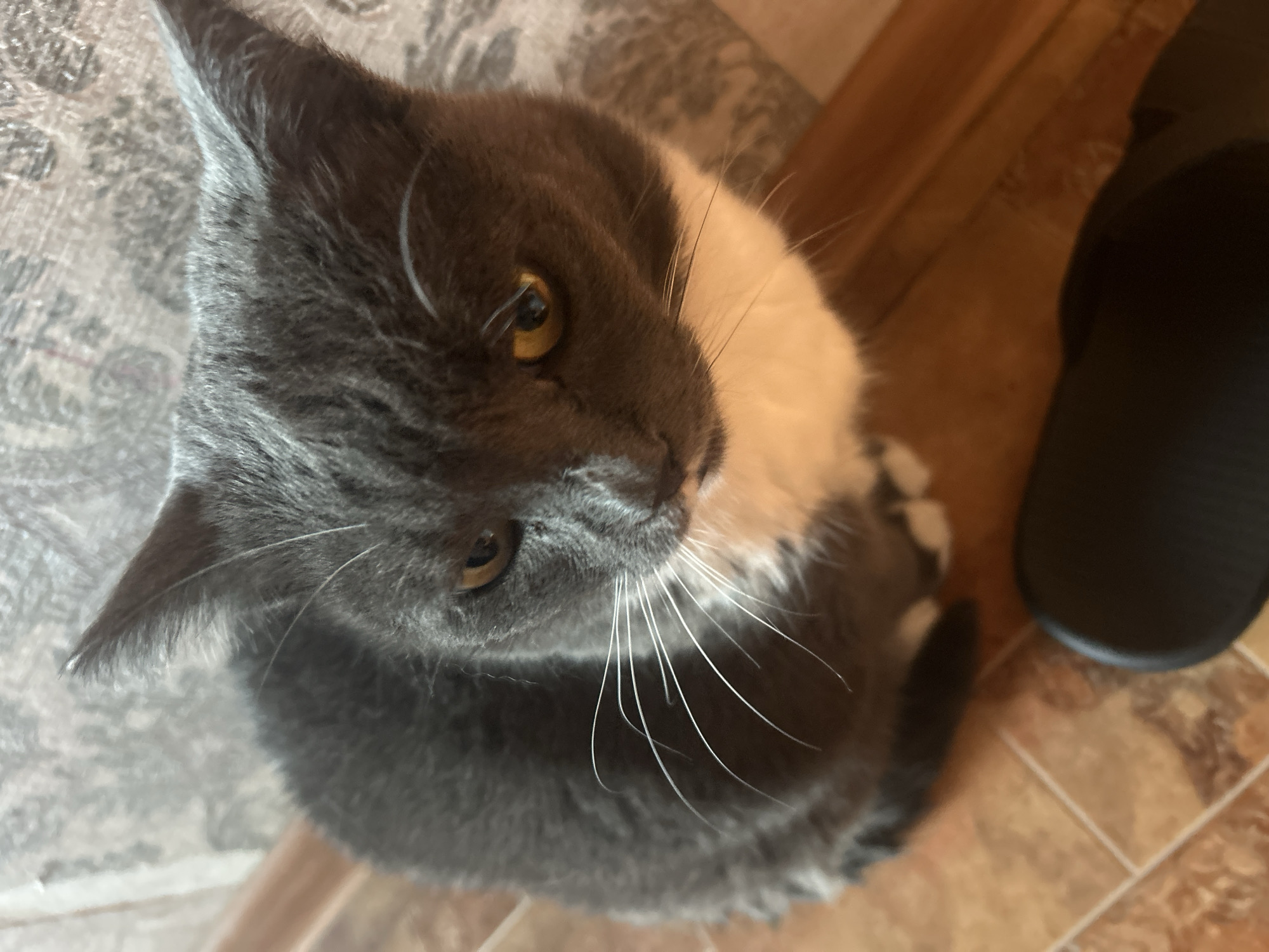 Morning cat activities captured around Omsk apartment