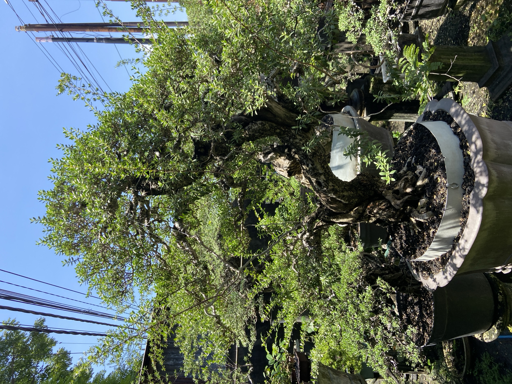 Rural morning scene with bonsai trees documented in Buleleng