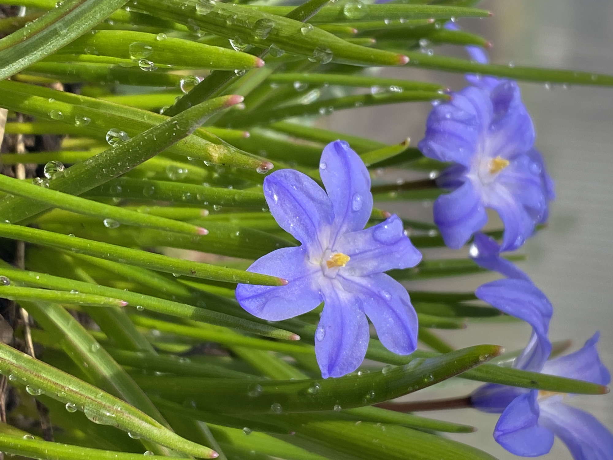 Spring blooms and family moments documented in Фоки, Russia