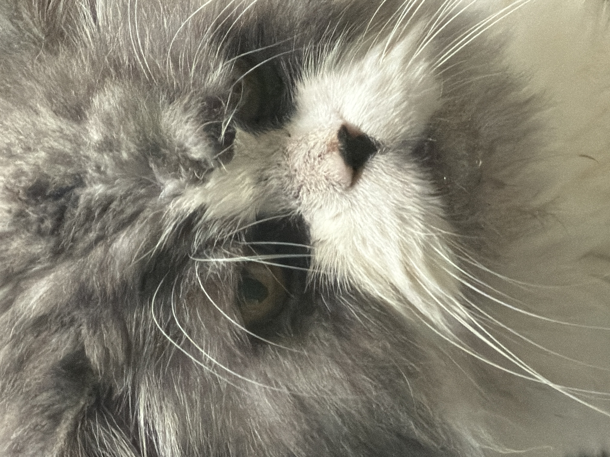 Gray cat photographed in multiple poses during morning hours