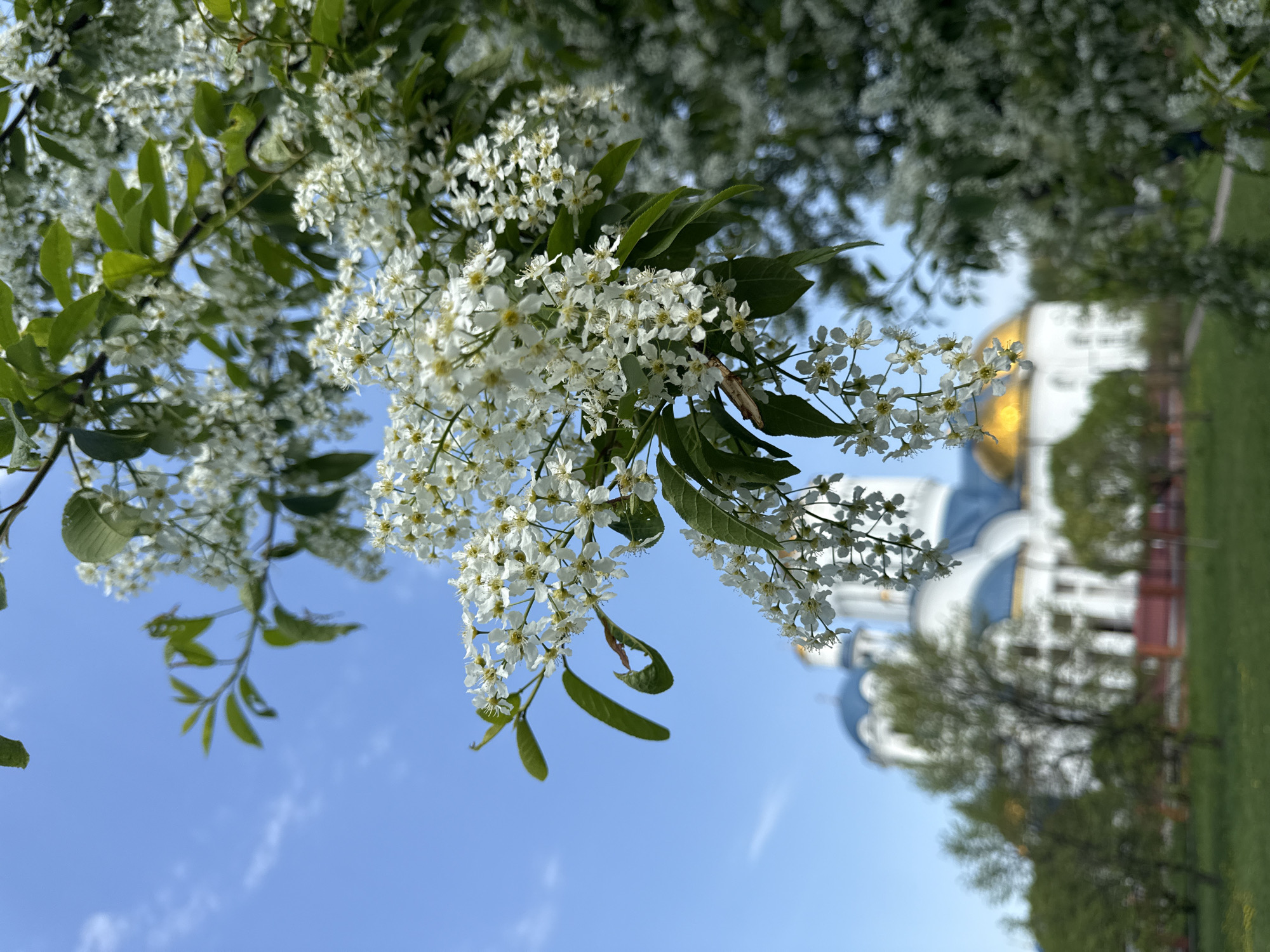 Spring flowers bloom around Moscow cathedral and fields
