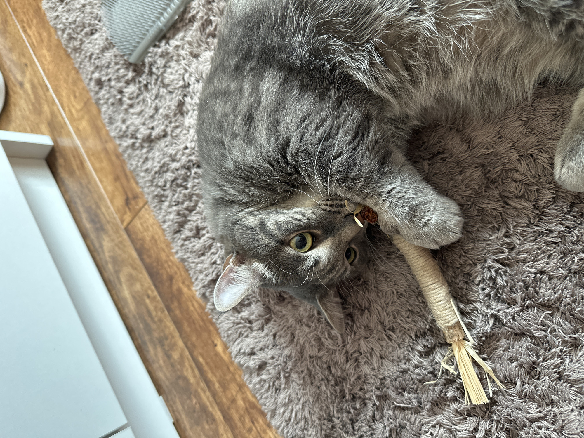 Cat plays with toy on carpet in Krasnoyarsk