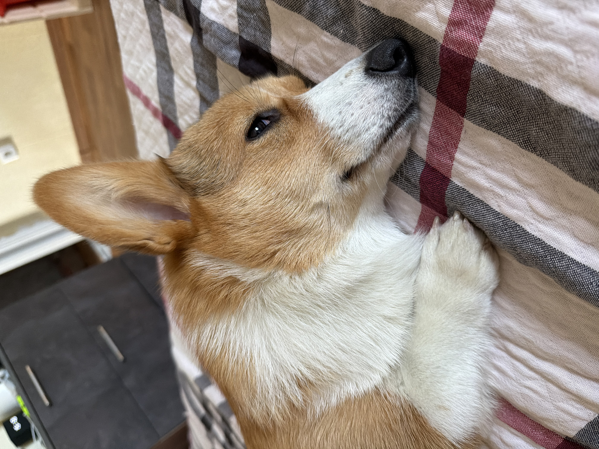 Corgi and tabby cat lounge on patterned blankets indoors