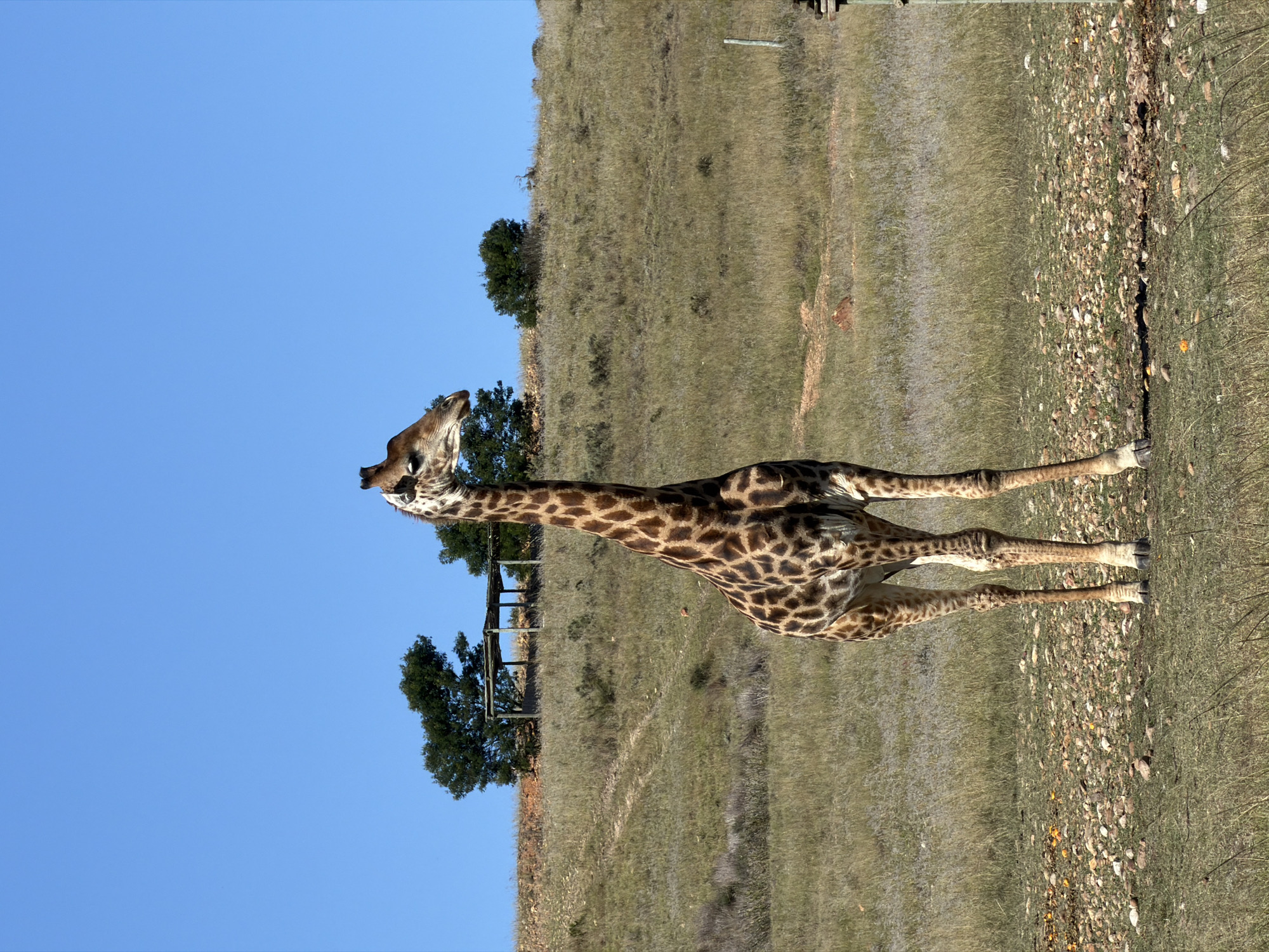 Wildlife viewing session captures giraffes, ostriches in Swellendam fields