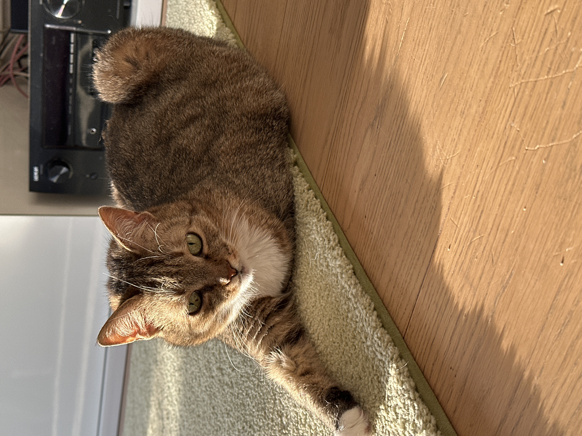 Cats observed resting indoors in Minsk during sunny afternoon