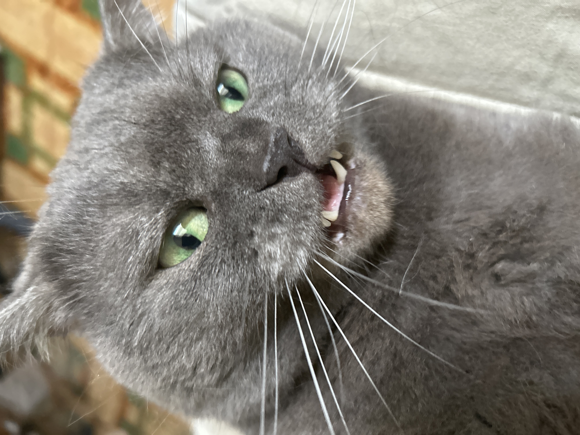 Grey cat documented in Barcelona apartment, street scenes captured