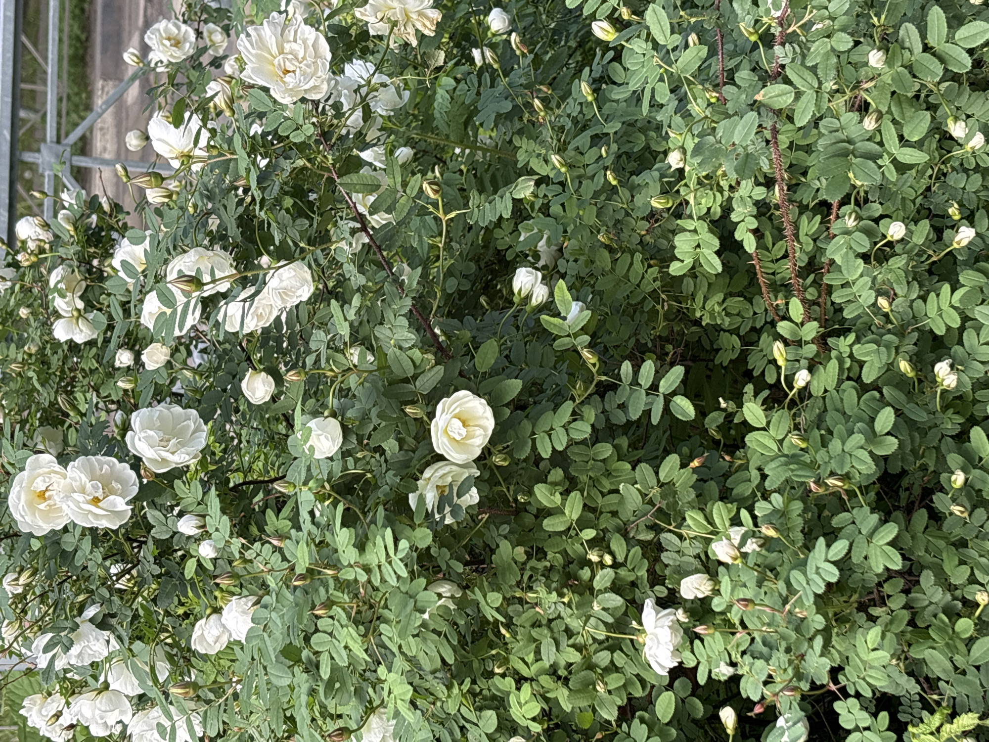Morning garden walk documented in Saint Petersburg