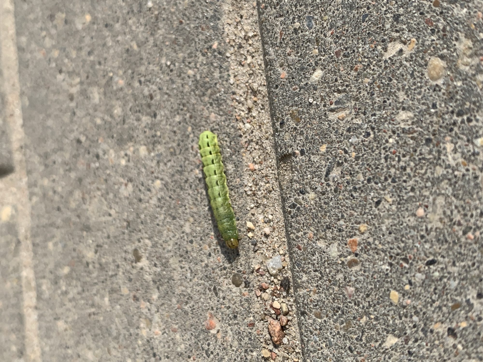 Green caterpillar spotted crawling on concrete in Hrodna