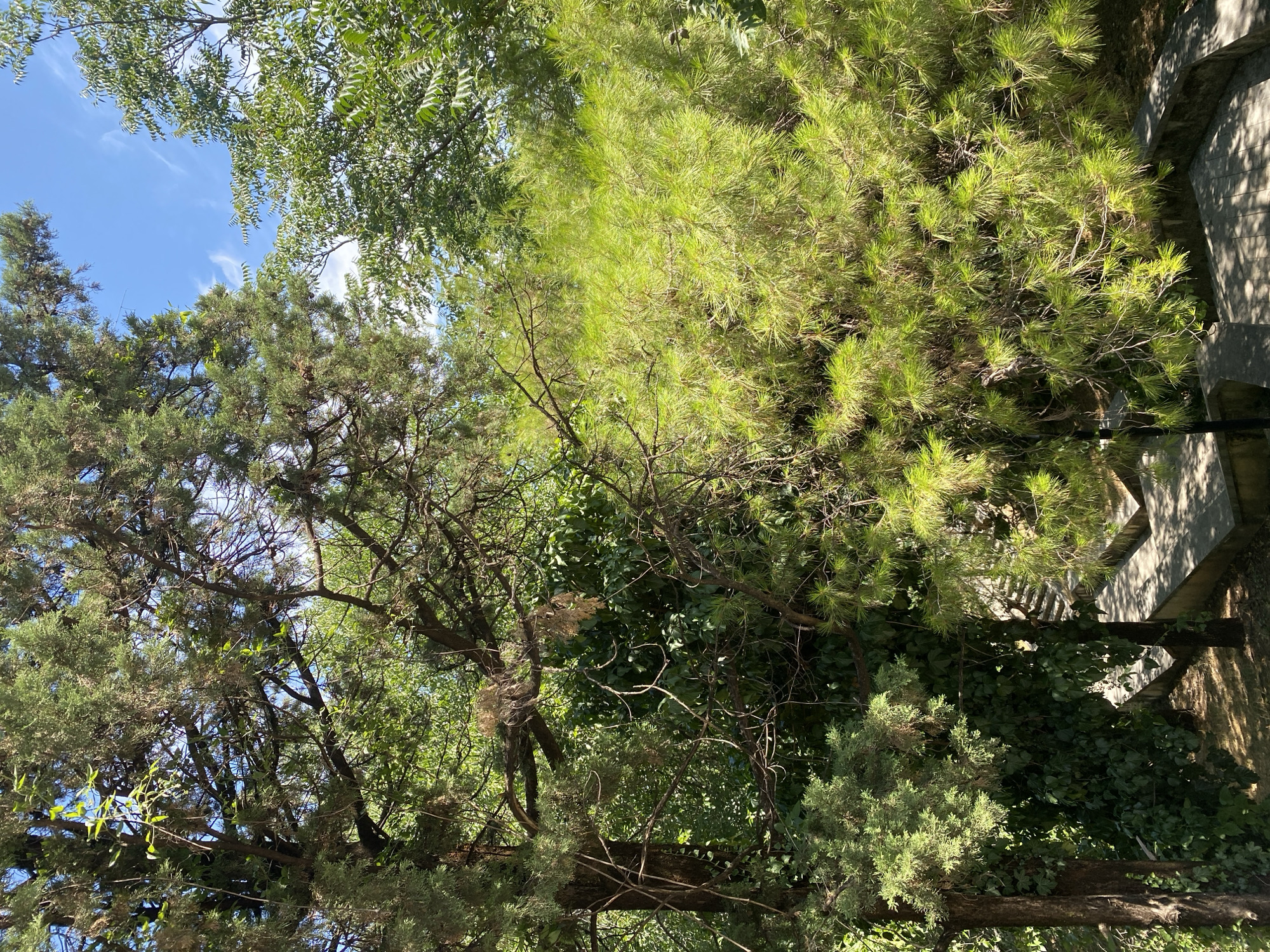 Shaded stream and green park corners in Podgorica