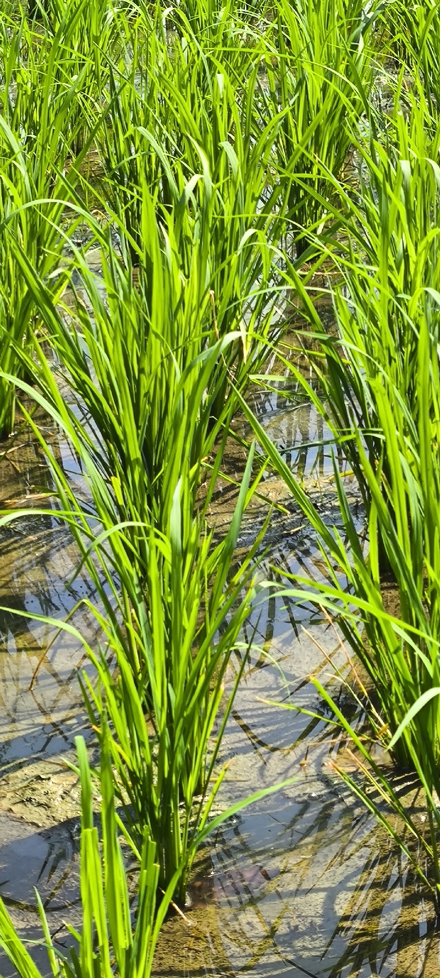 Rural Blangseureukuy: rice paddies, palms, and backroads